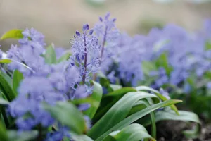 Scilla bithynica Scilla bithynica