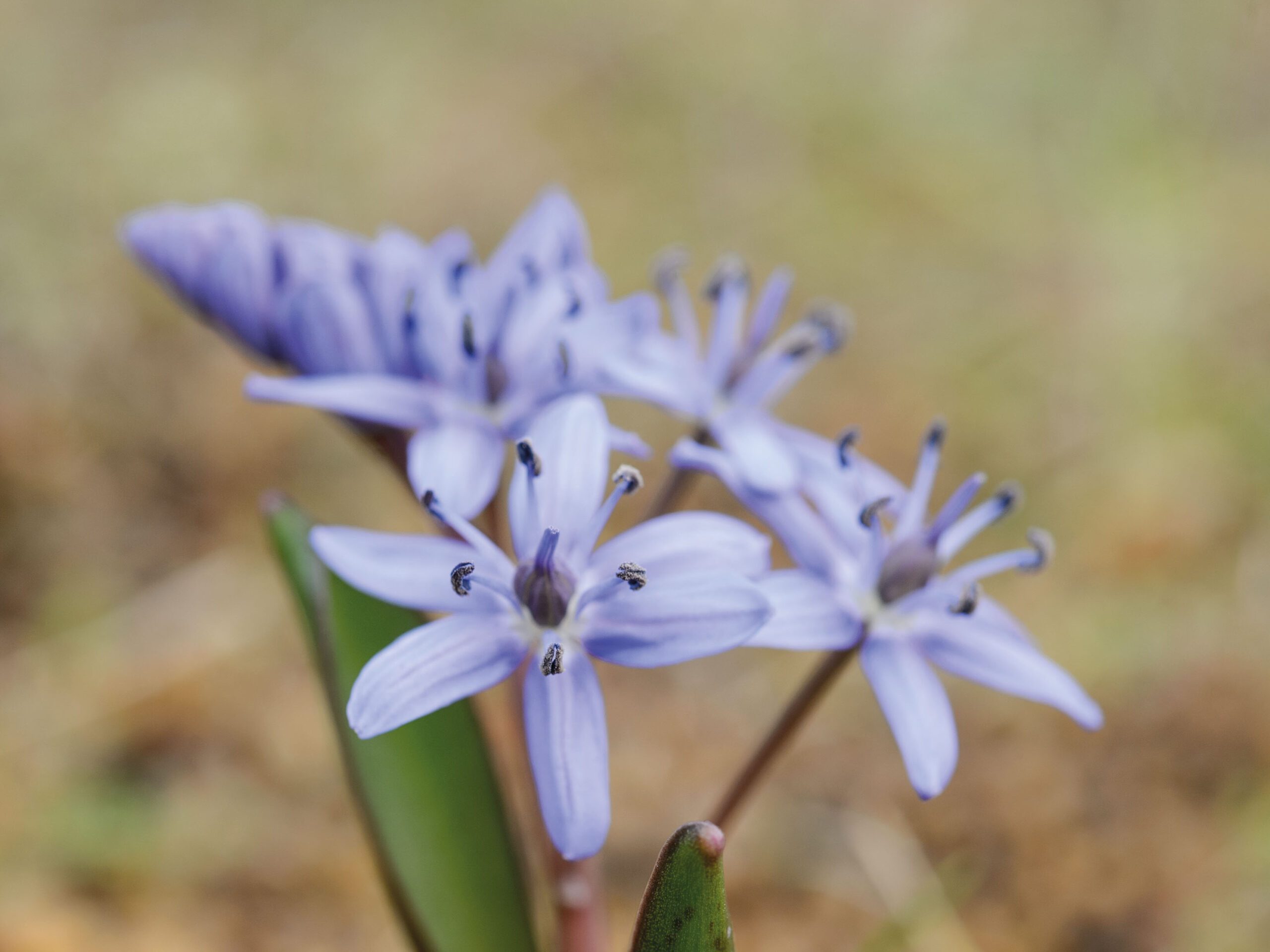 Scilla bifolia