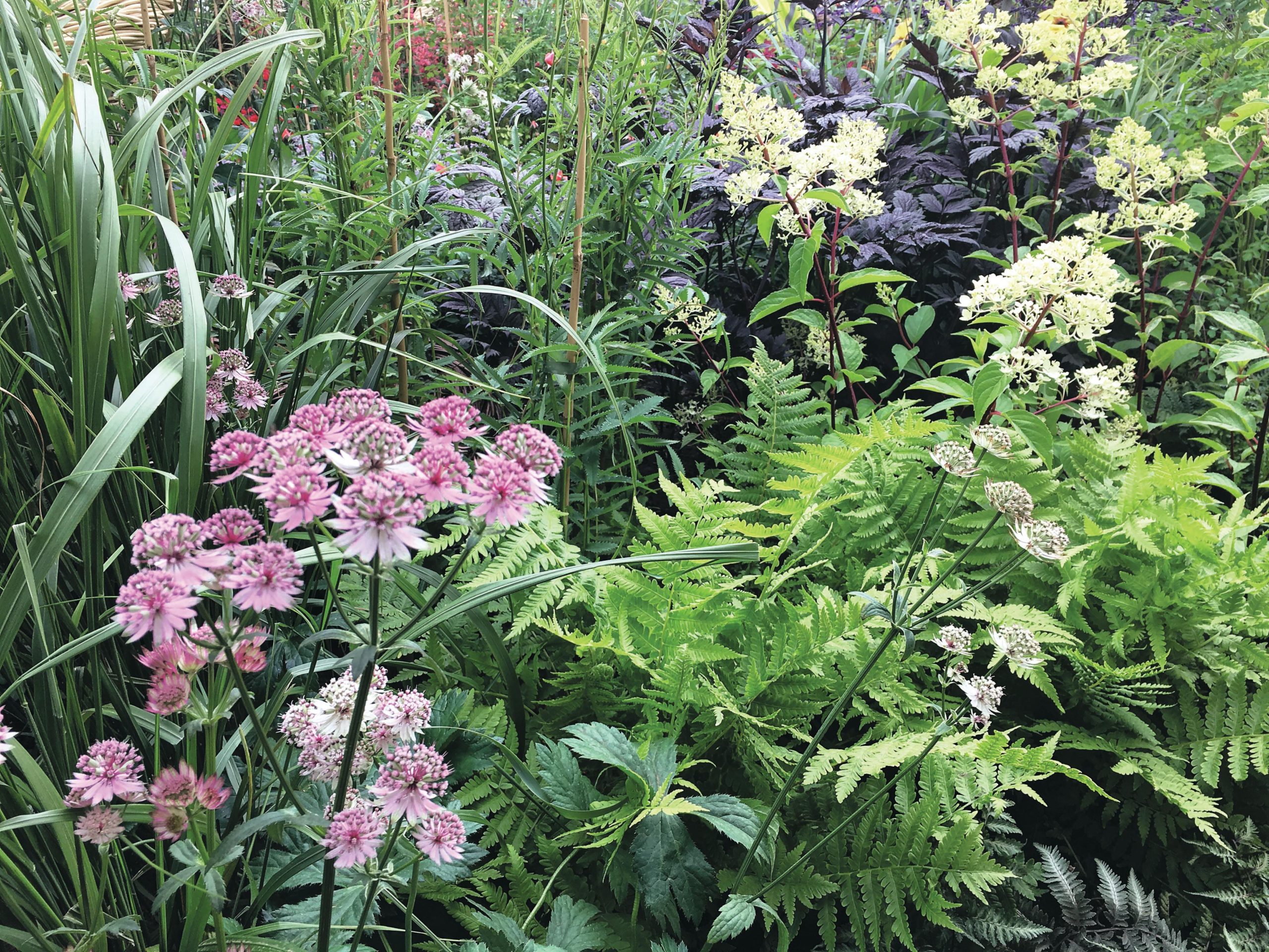 Ferns and plants