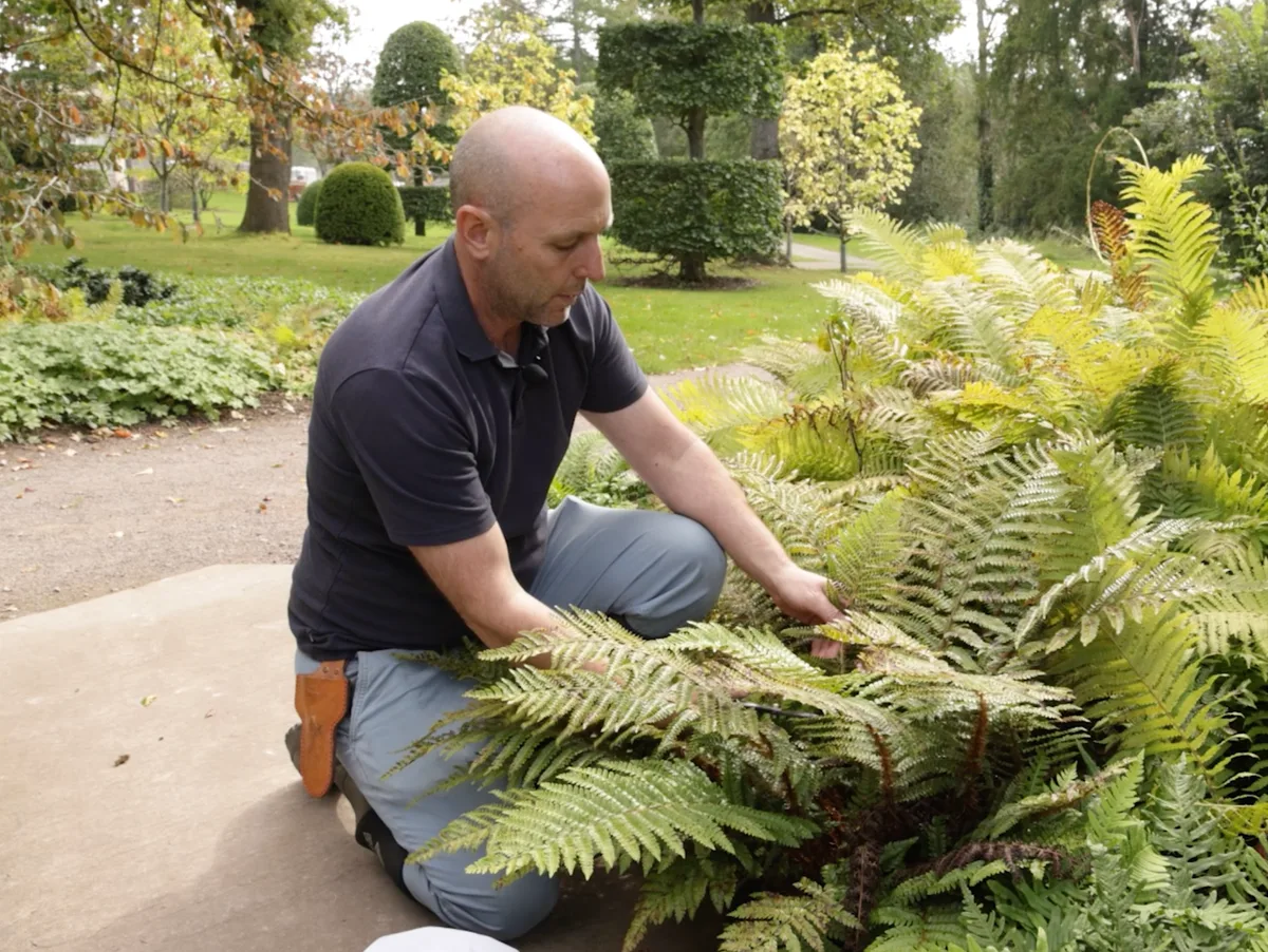 Tim Stretton propagates ferns