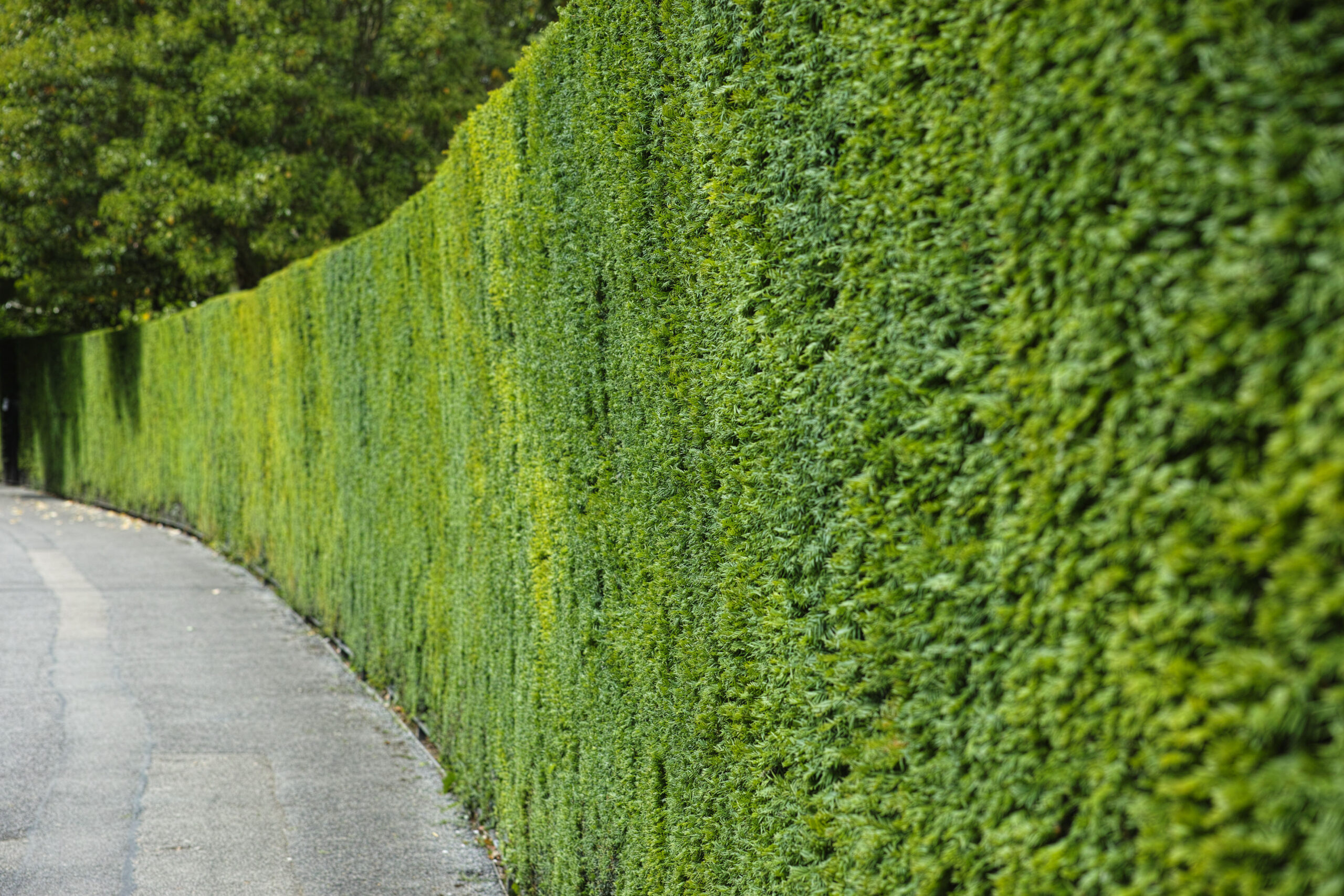 Taxus baccata - yew hedge