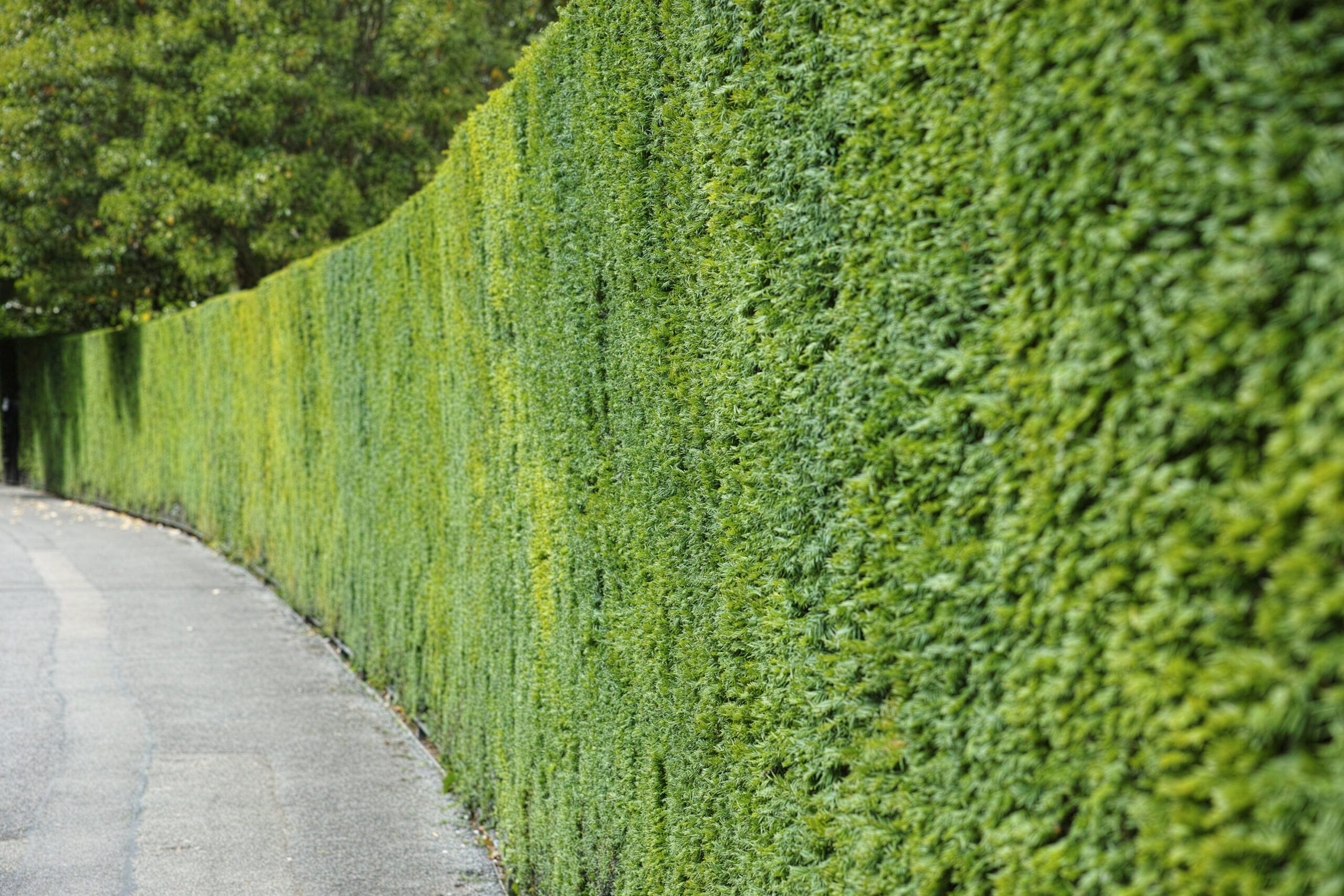 Taxus baccata - yew hedge