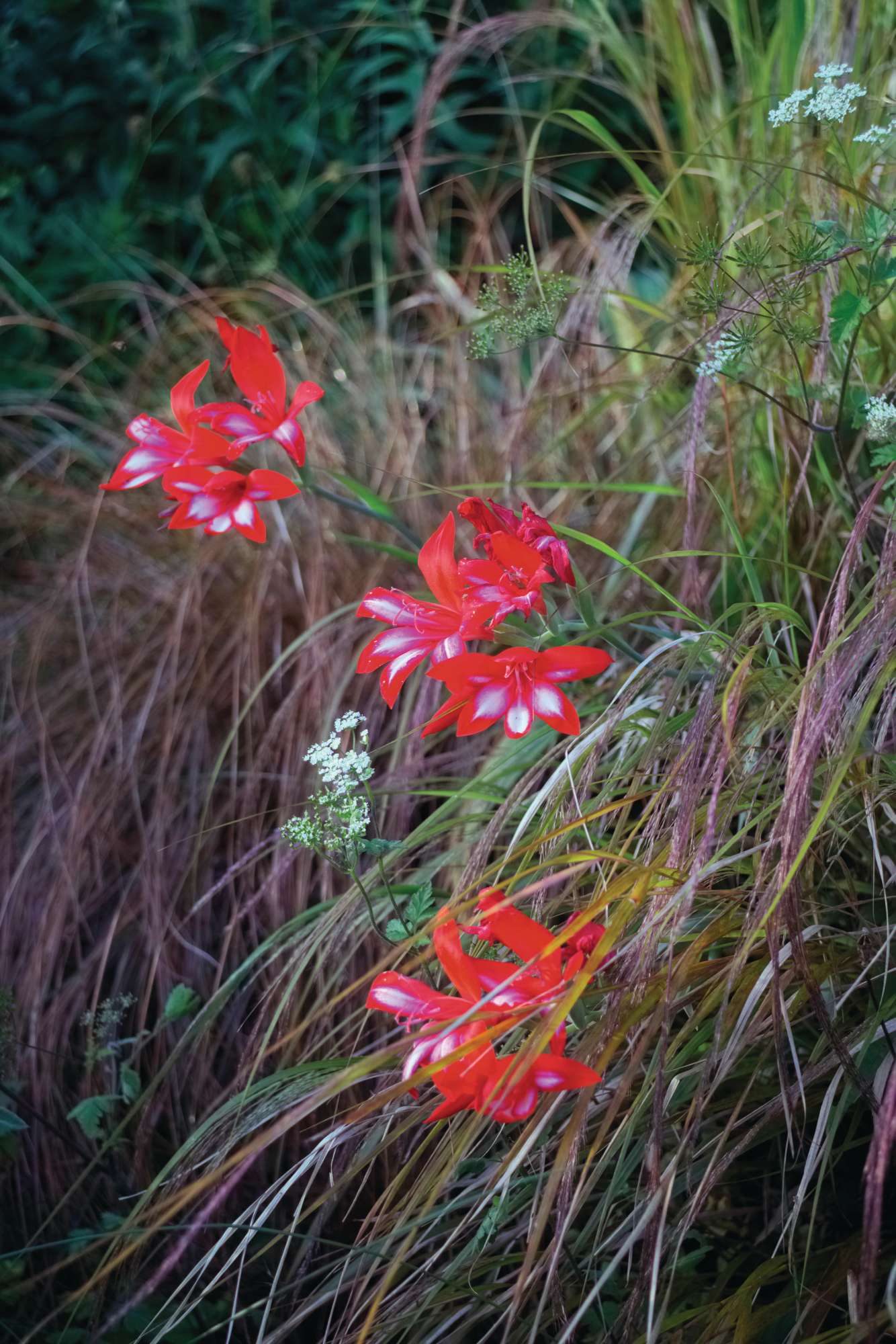 Gladiolus cardinalis