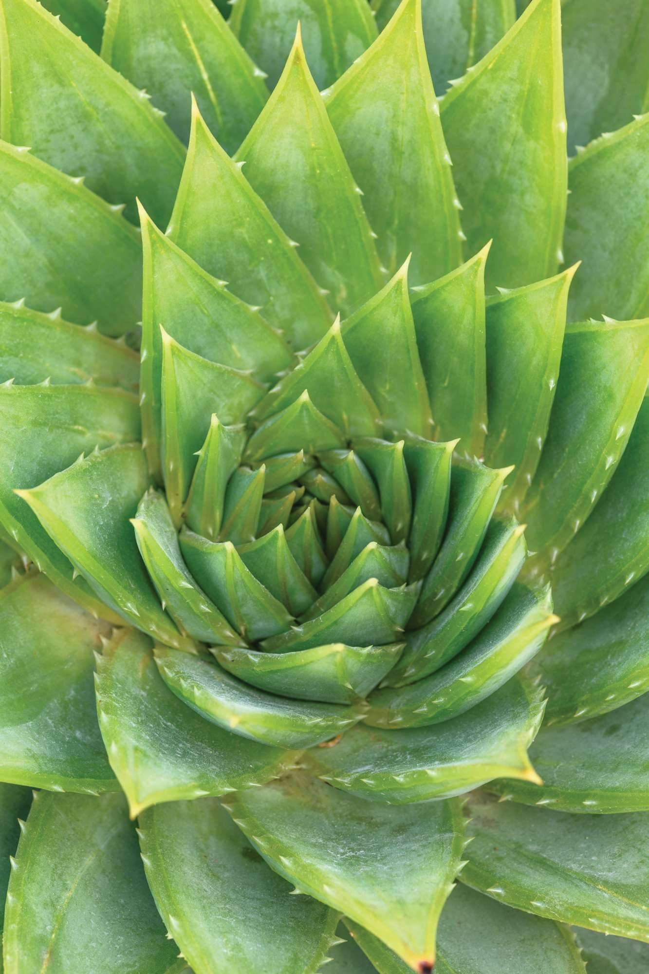 Aloe polyphylla