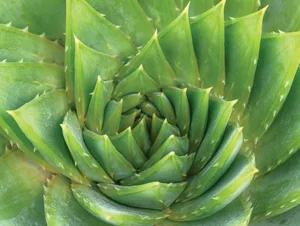 JI_270422_SurrealSucculents_069-2V2_preview Aloe polyphylla