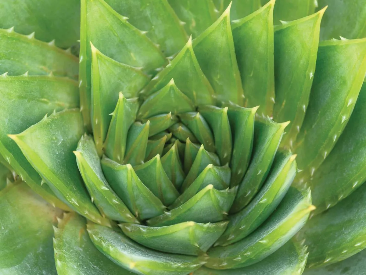 JI_270422_SurrealSucculents_069-2V2_preview Aloe polyphylla