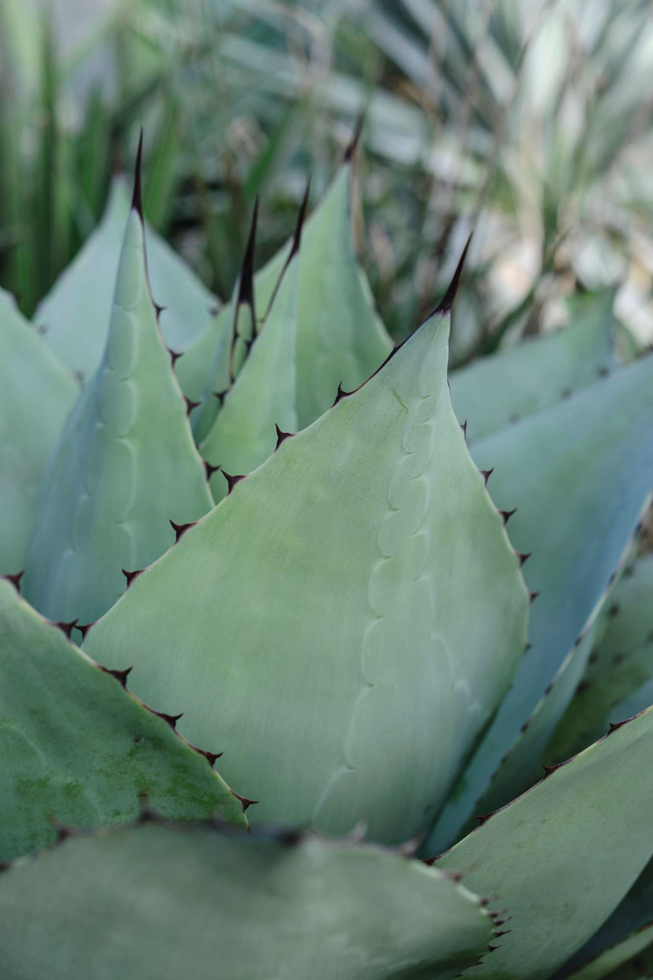Agave ovatifolia
