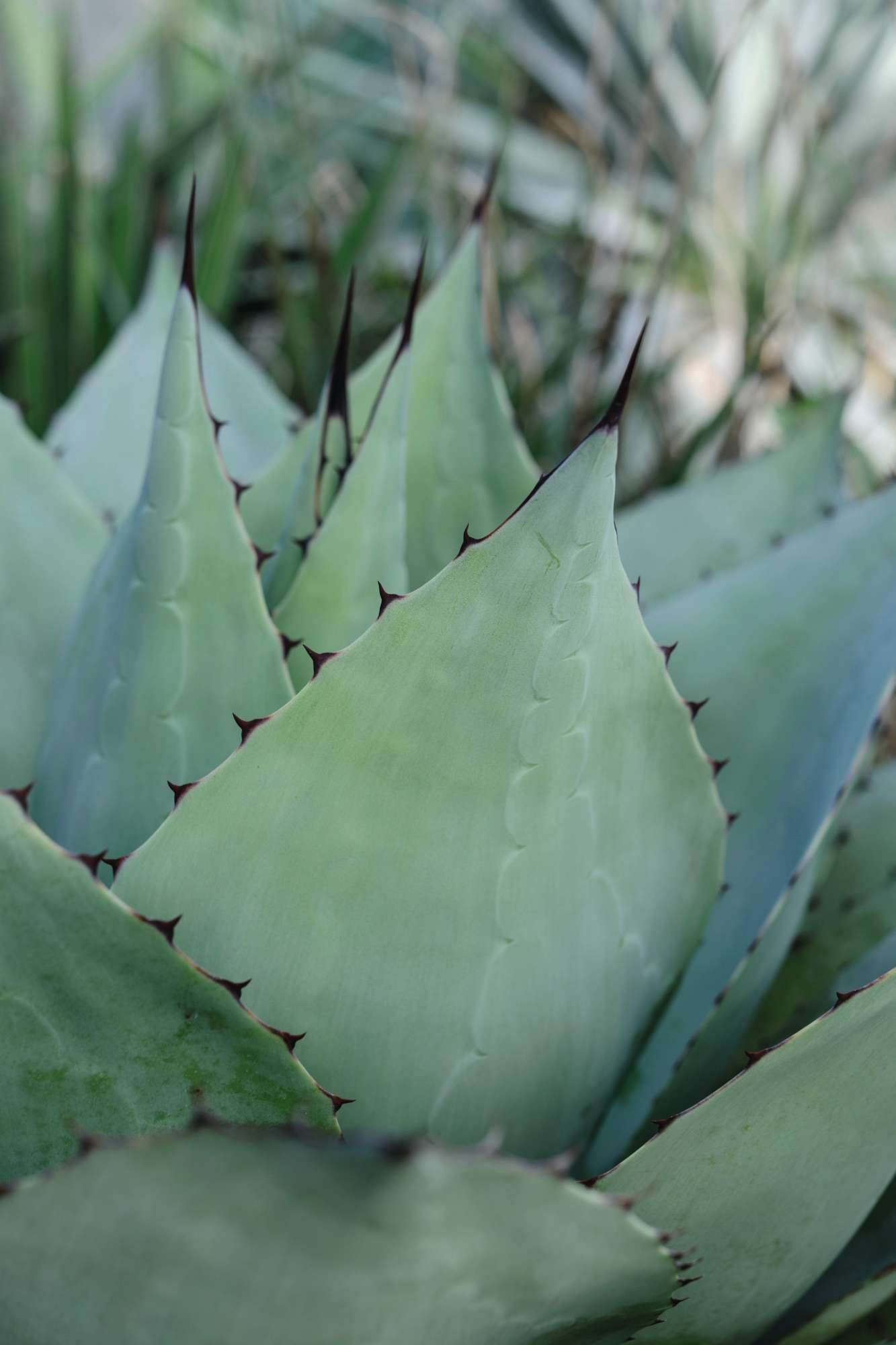 Agave ovatifolia