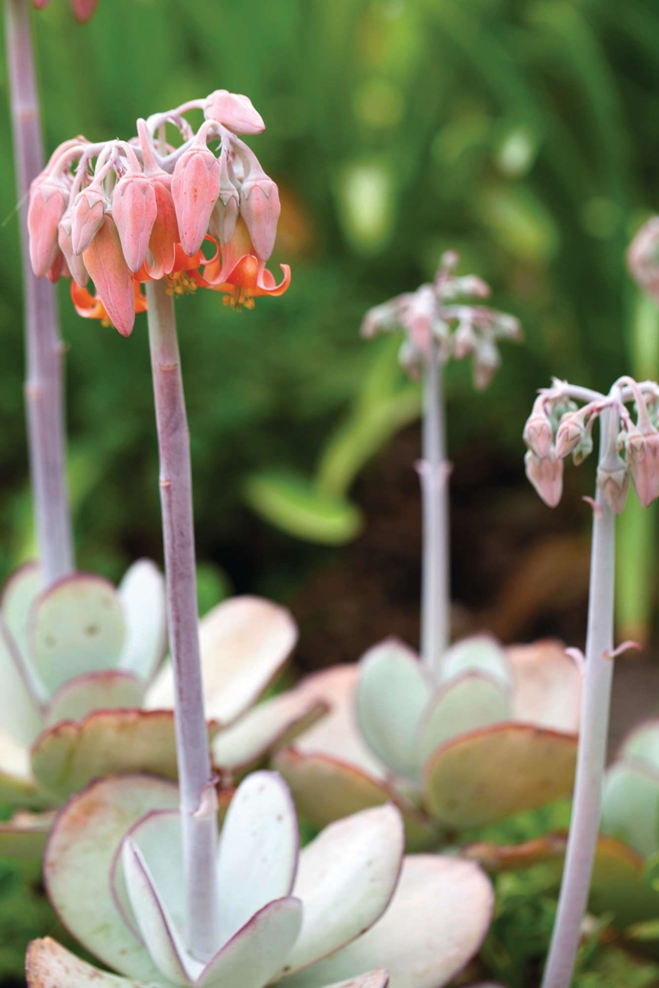 Cotyledon orbiculata