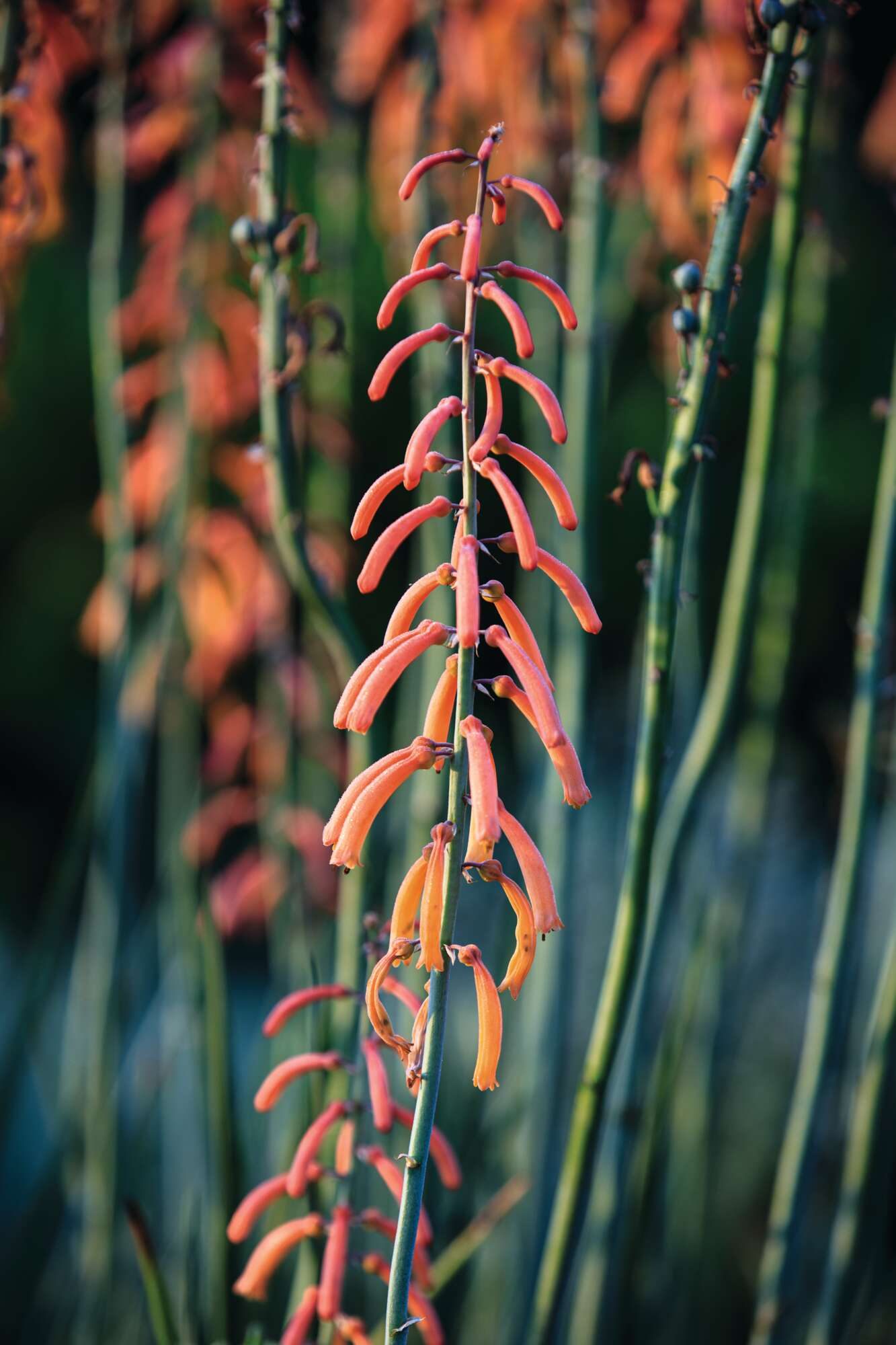 Kniphofia thomsonii 'Stern's Trip'