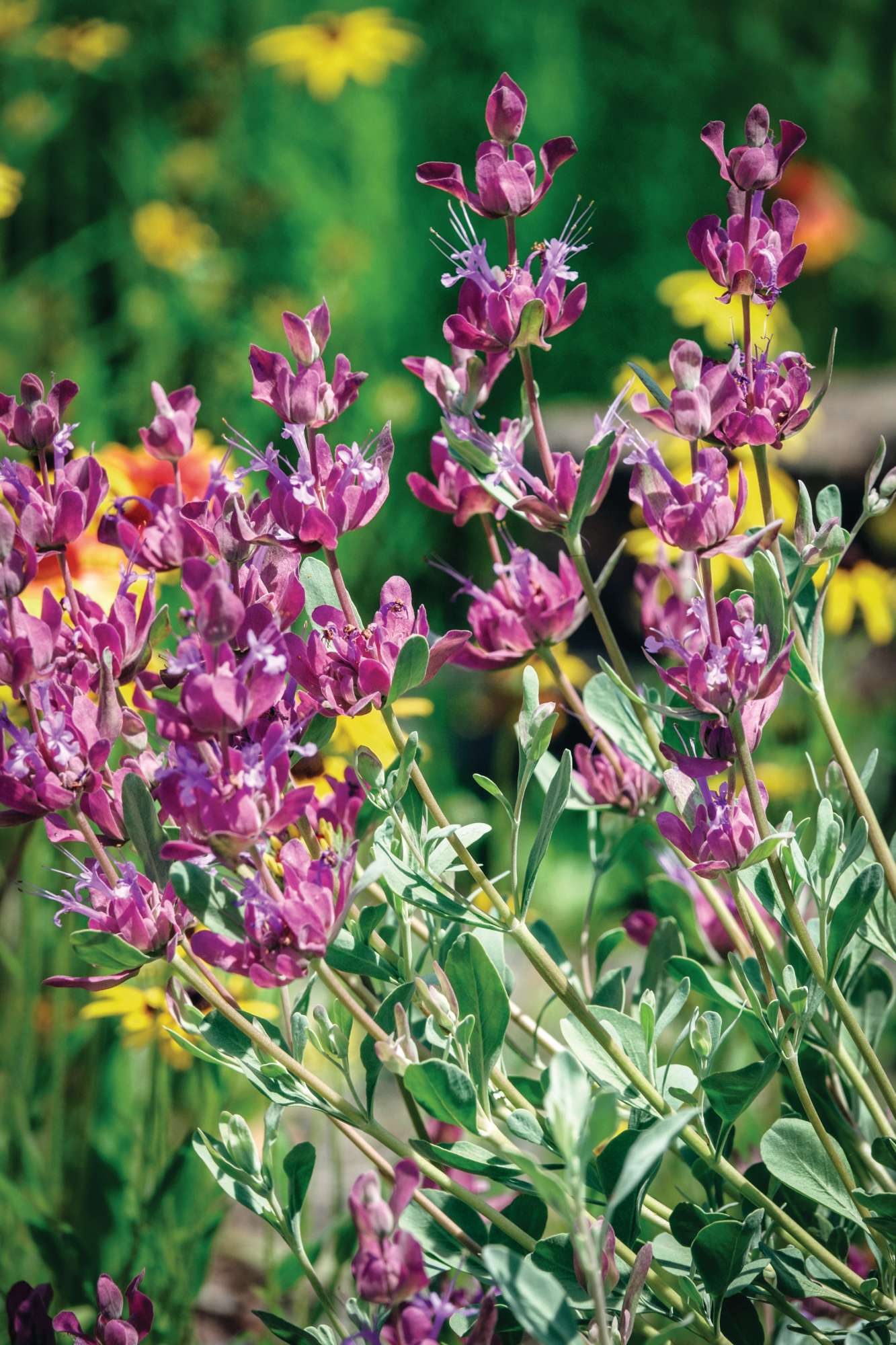 Salvia pachyphylla