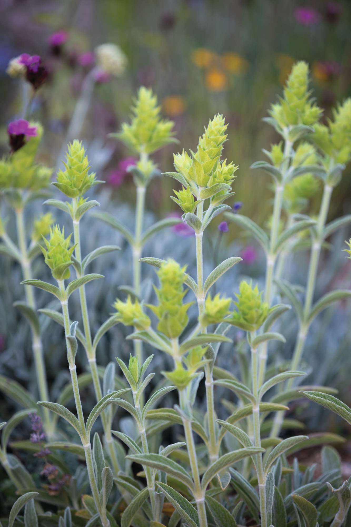 Sideritis scardica