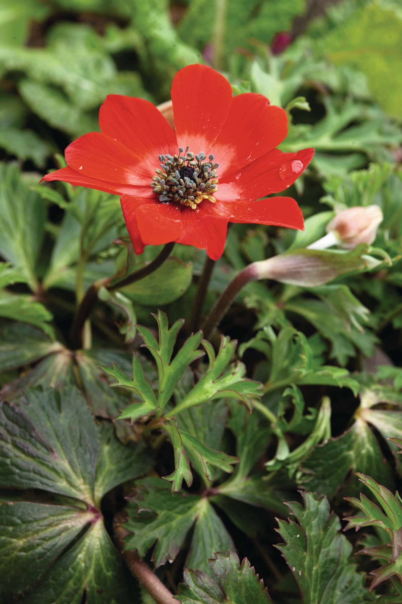 Anemone hortensis