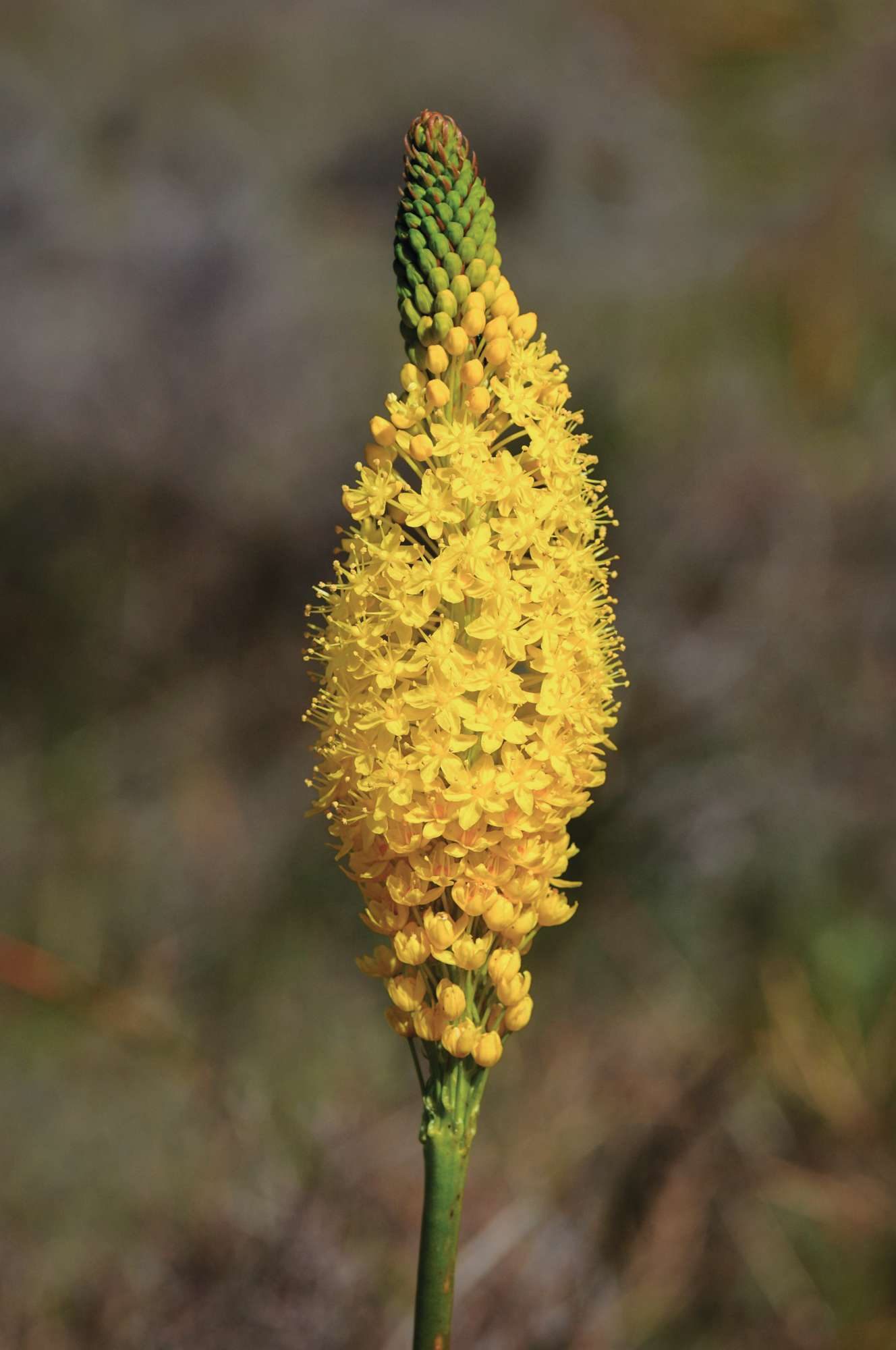 Bulbinella latifolia