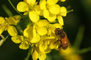 Honey bee collecting nectar from mustard flowers Honey bee collecting nectar from mustard flowers