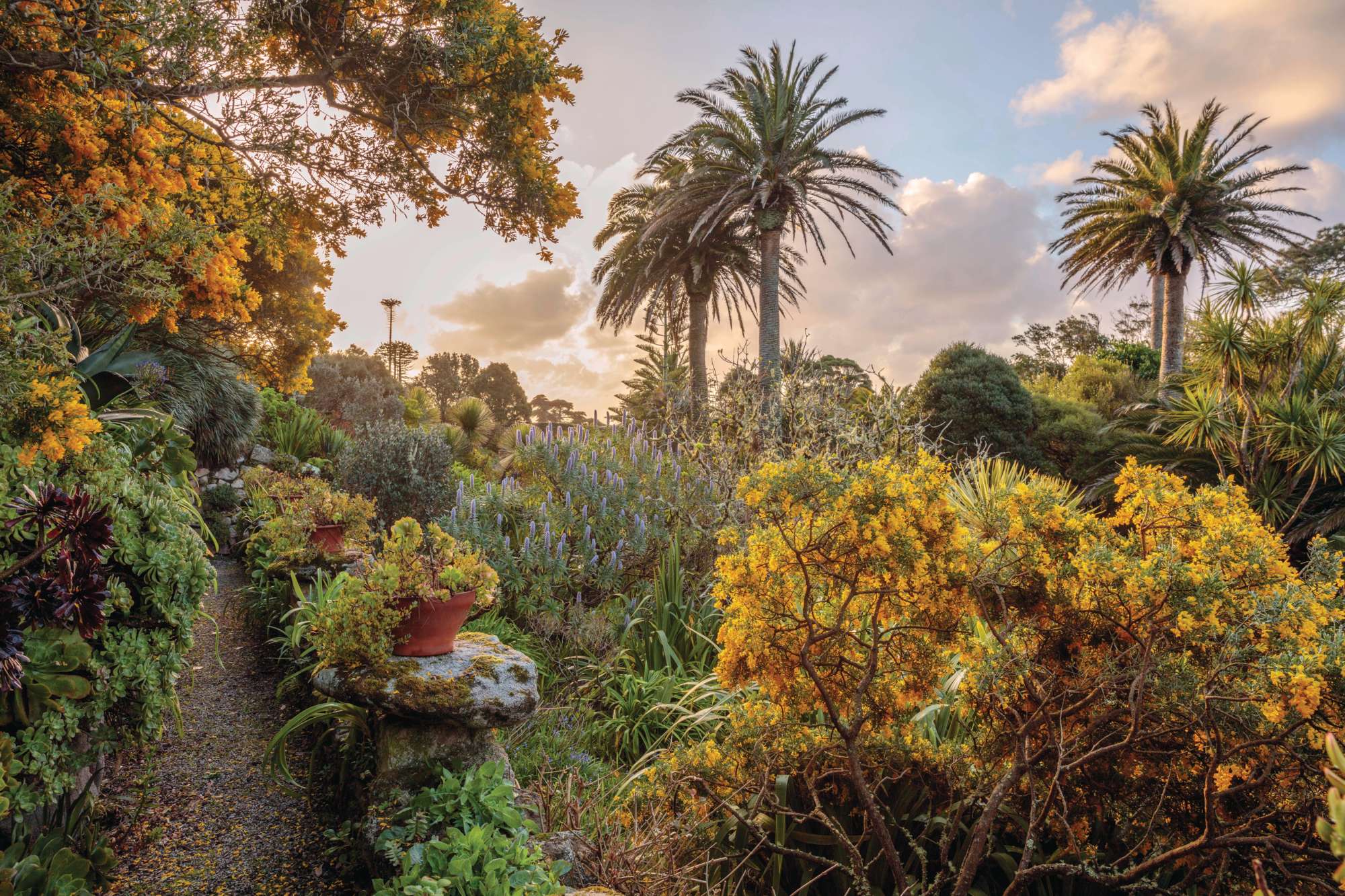 Garden path at Tresco Abbey Gardens