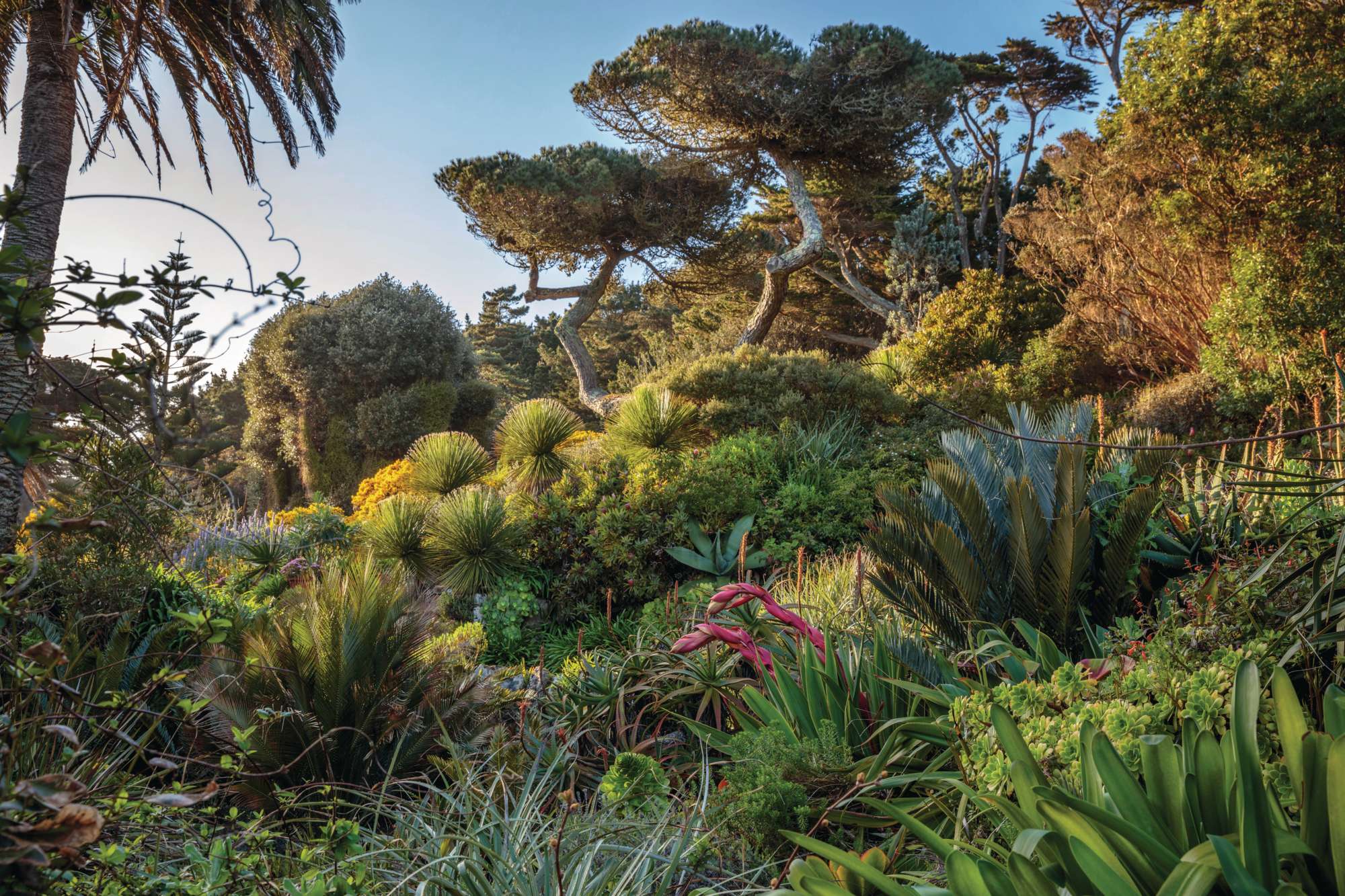 Trees and planting at Tresco Abbey Gardens