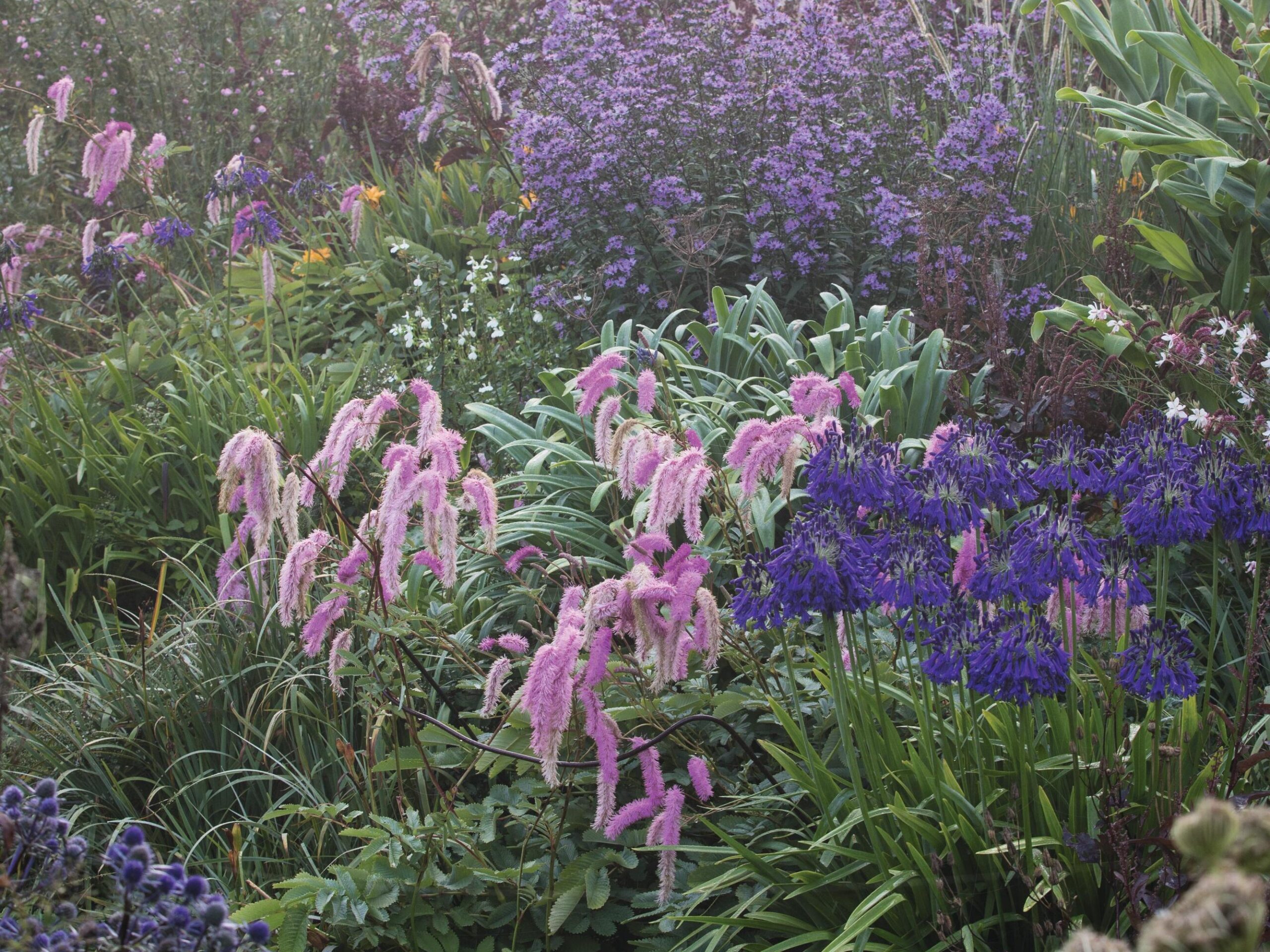 Sanguisorba hakusanensis ‘Lilac Squirrel’ at Marchants Hardy Plants