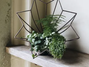 Houseplant display by Alison Jenkins Houseplant display by Alison Jenkins
