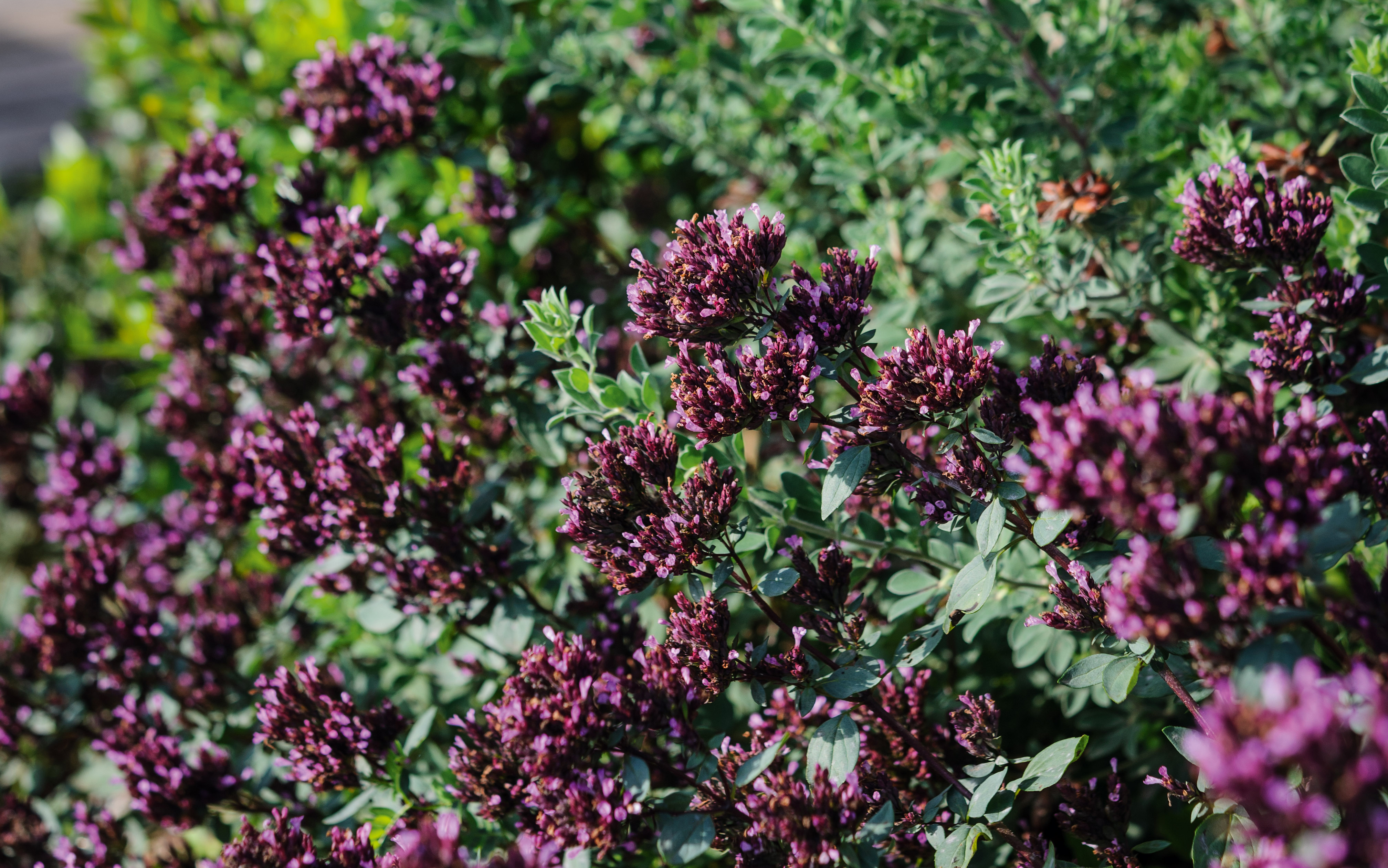 Origanum laevigatum ‘Herrenhausen’