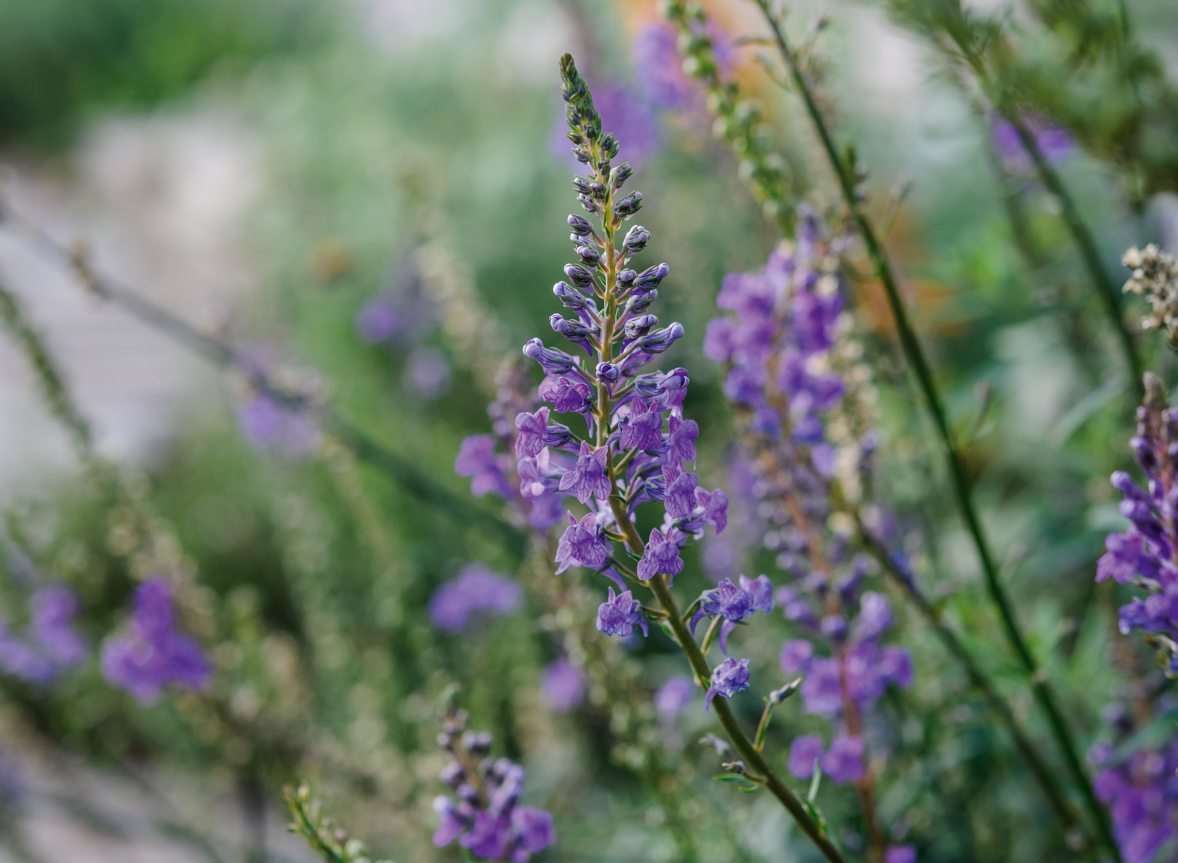 Linaria purpurea