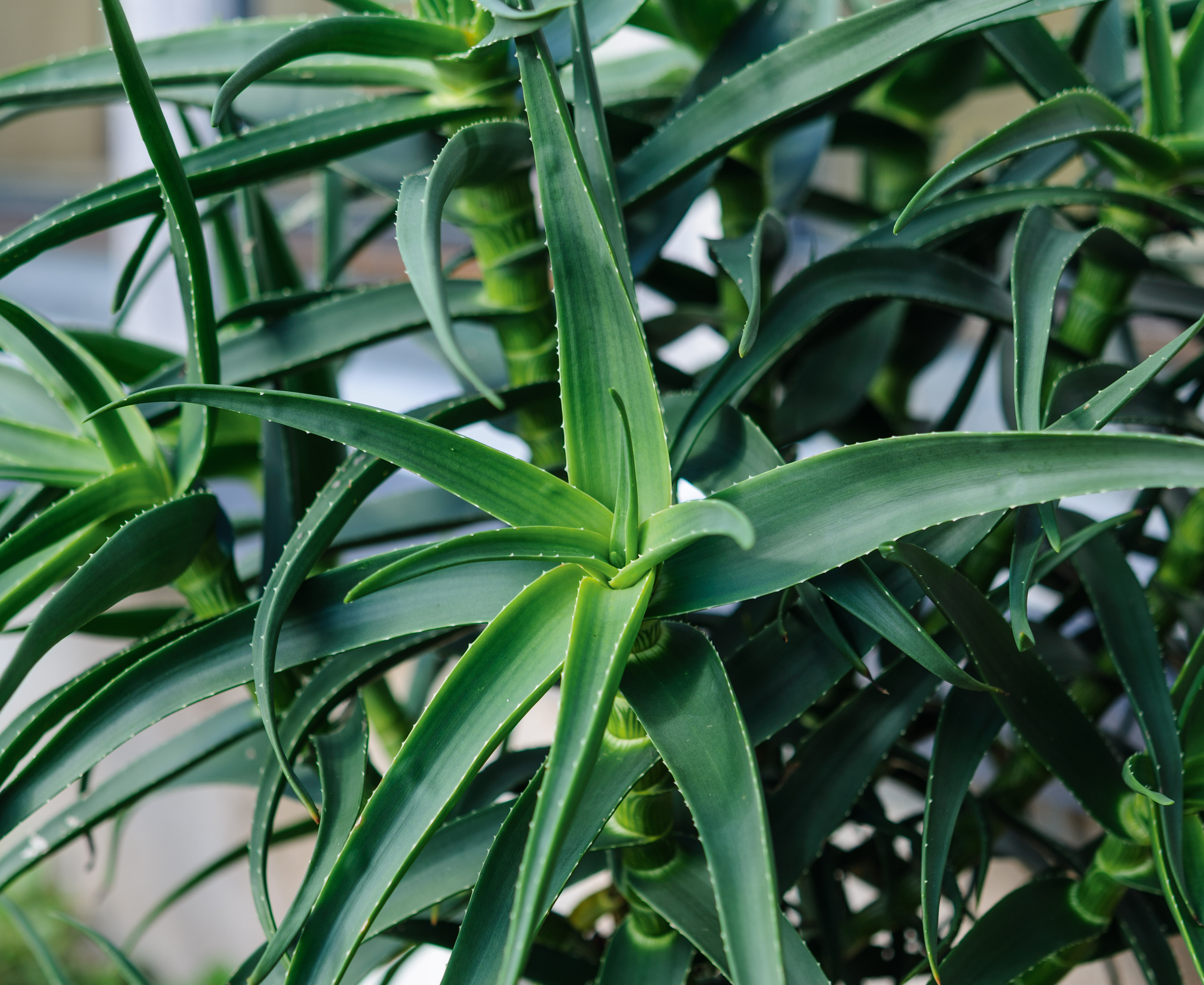 Aloe striatula