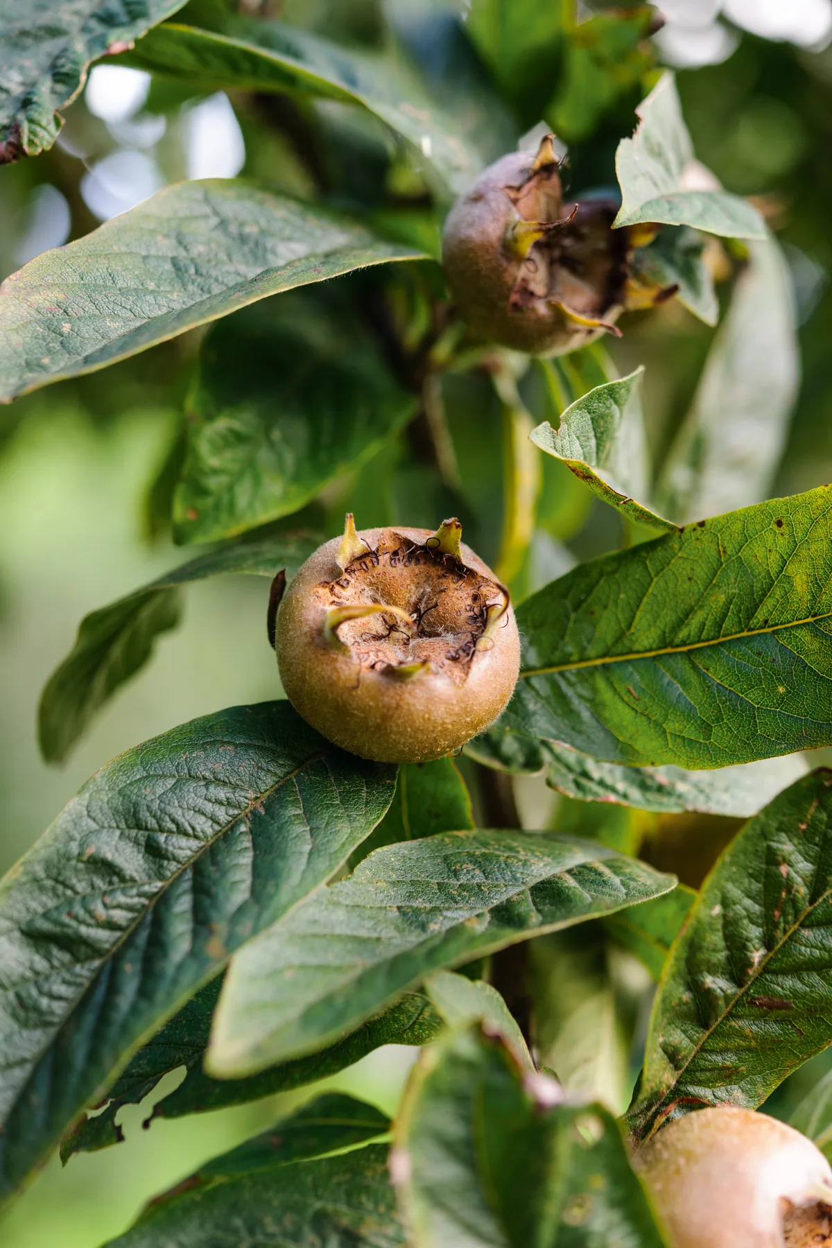 Worden House Garden - Conrad Batten (24th September 2018) Medlar Mespilus germanica 'Westerveld'