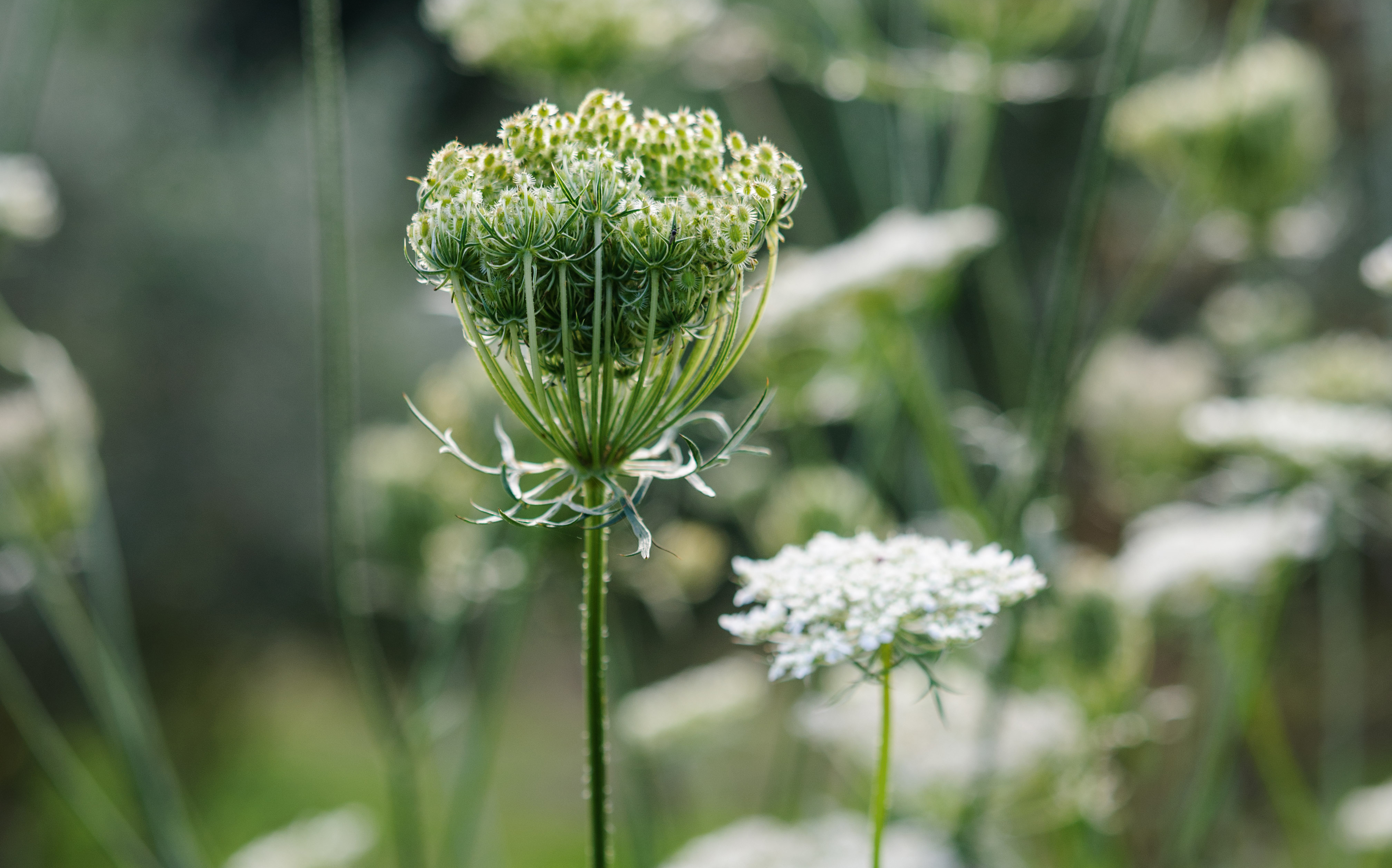 Daucus carota
