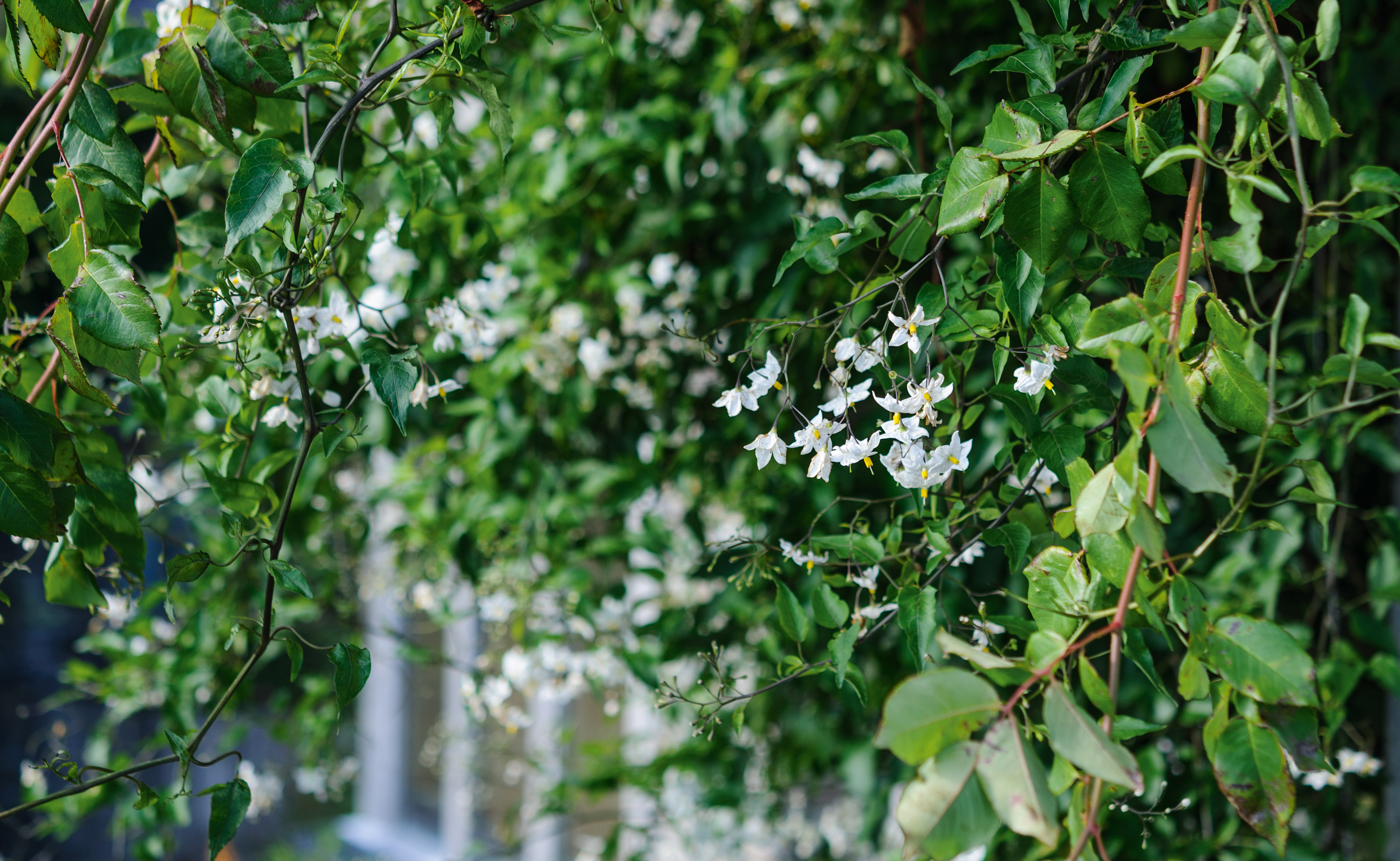 Solanum laxum ‘Album’