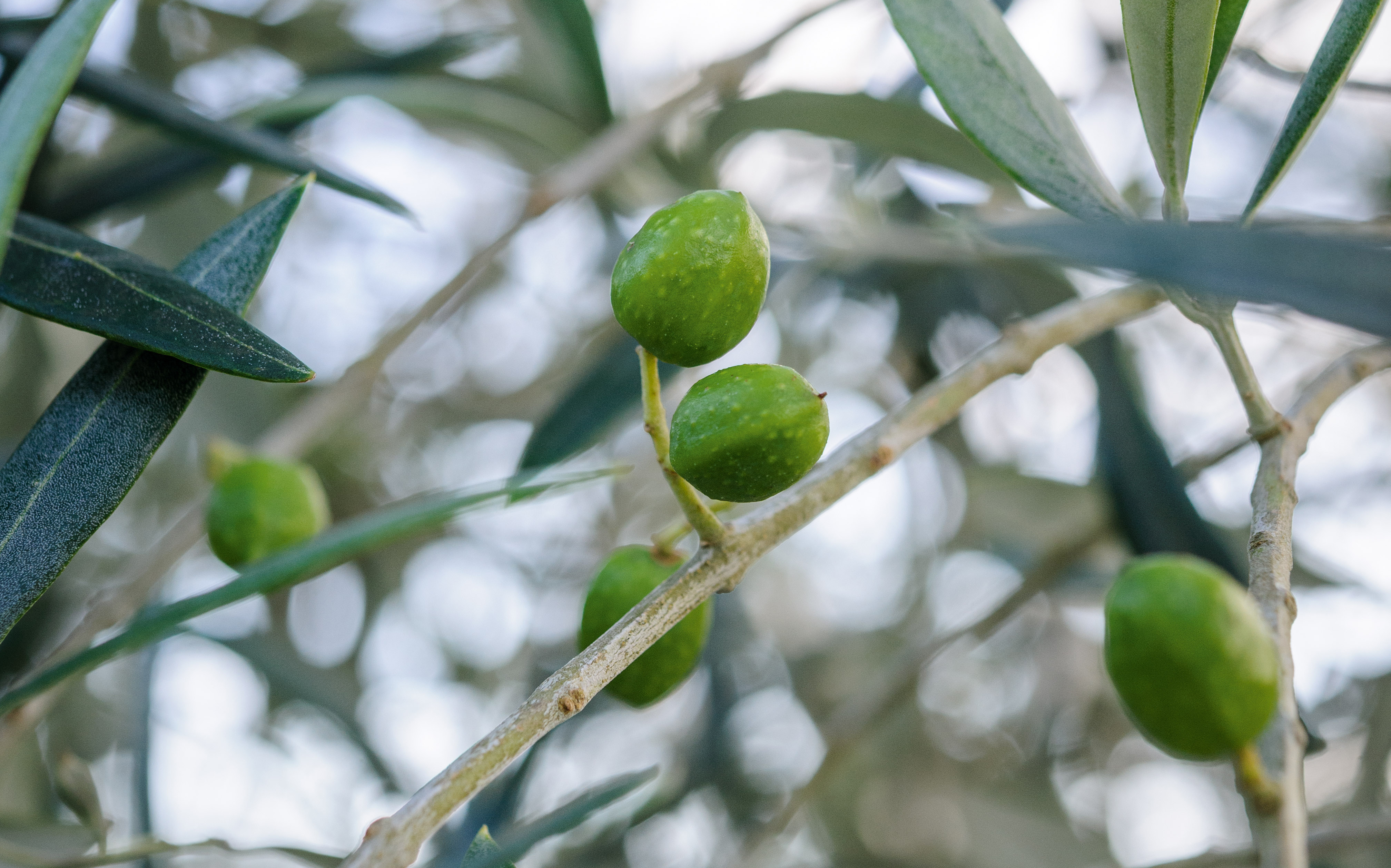 Olea europaea ‘Frantoio’