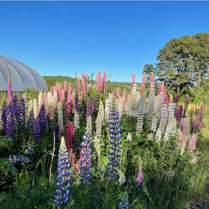 Calamazag Nursery