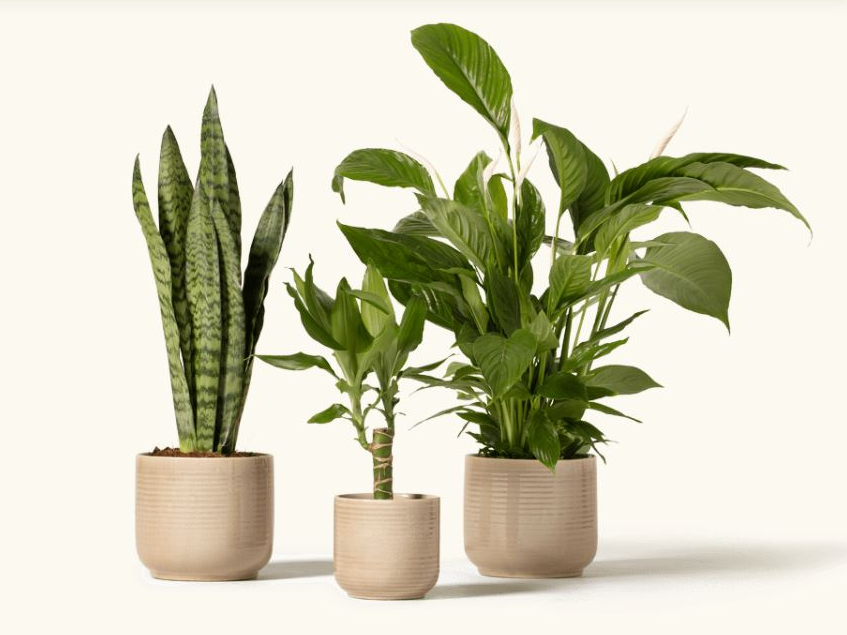 Patch Plants