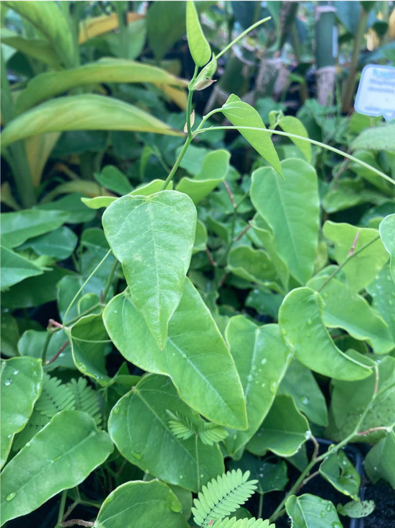 Botanico nursery plant