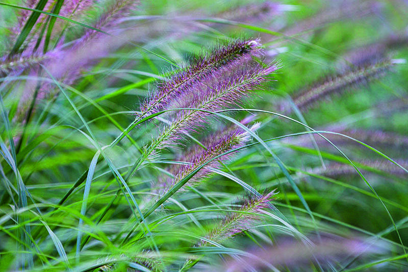 Pennisetum alopecuroides ‘Hameln’ Purple-tinged flowers work well with other autumn colours. Full sun, good drainage. 1m. AGM. RHS H3, USDA 5a-9b.