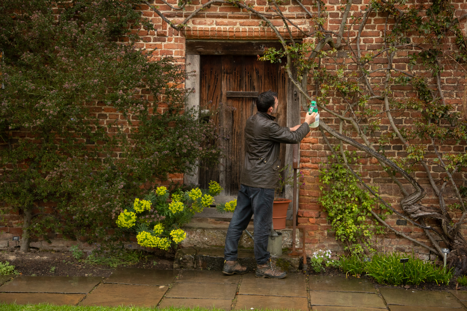 Troy Scott Smith treating roses at Sissinghurst