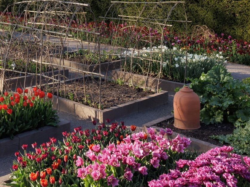 Rhubarb under a forcer at Mounton House