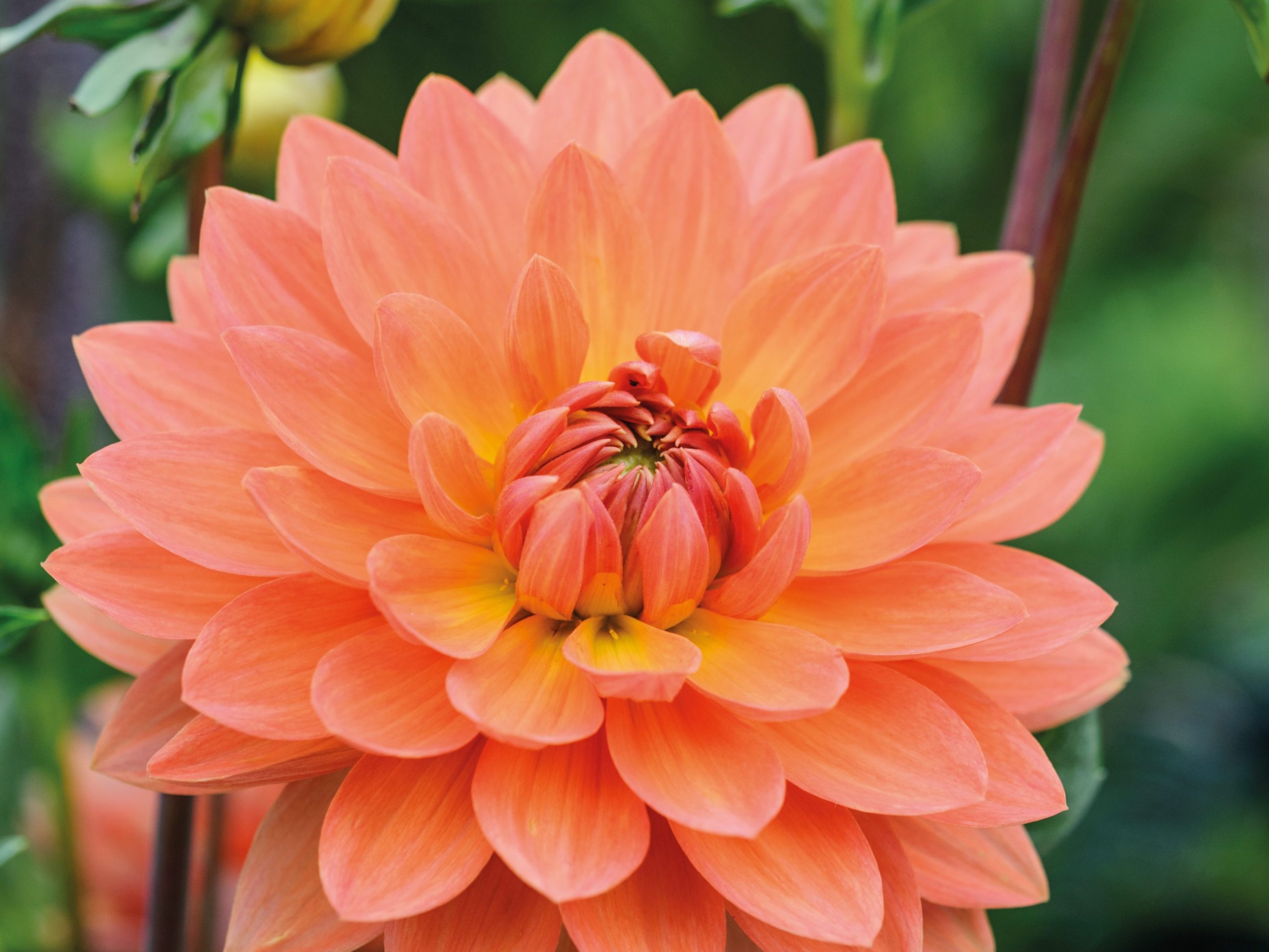 Dahlia ‘Gwyneth’