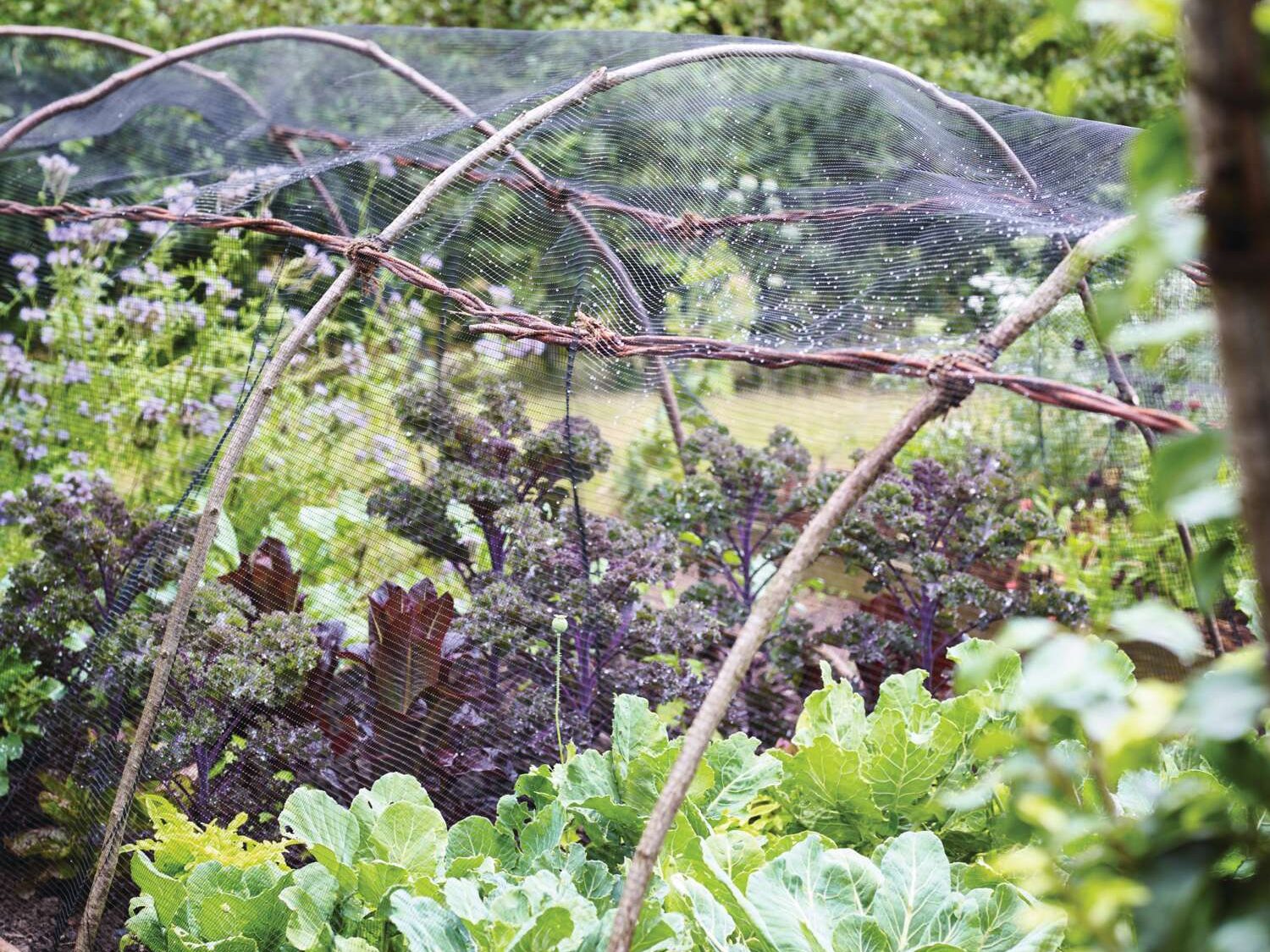 Natural structures for plant protection