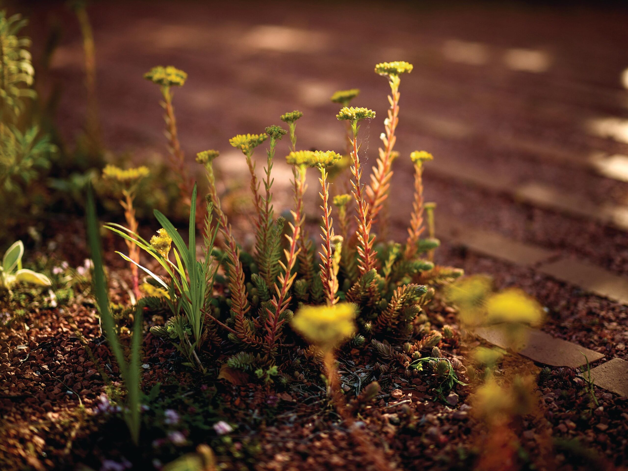 Sedum rupestre