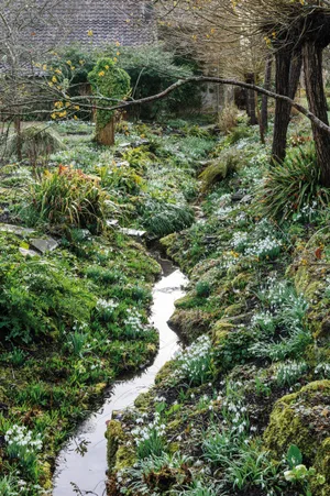 The Ditch at East Lambrook Manor, carpeted with snowdrops The Ditch at East Lambrook Manor, carpeted with snowdrops