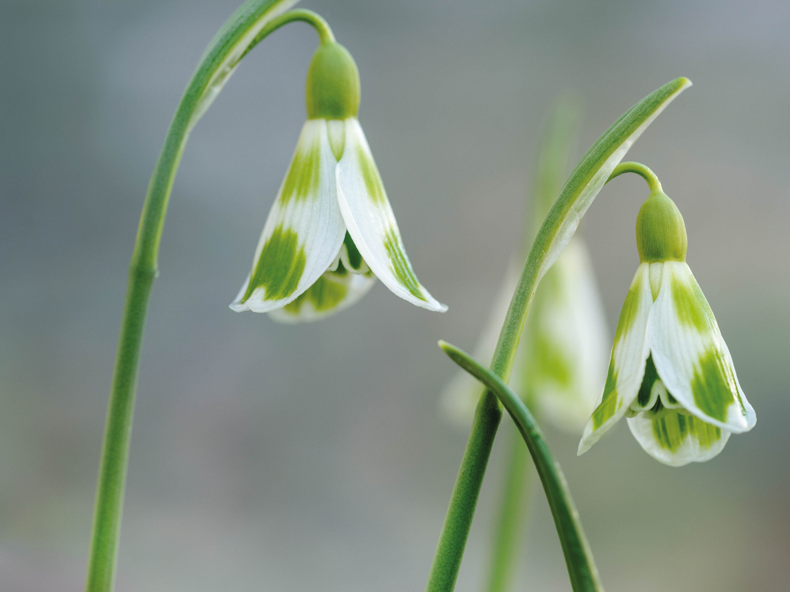 Galanthus plicatus ‘Phil Cornish’ Galanthus plicatus ‘Phil Cornish’