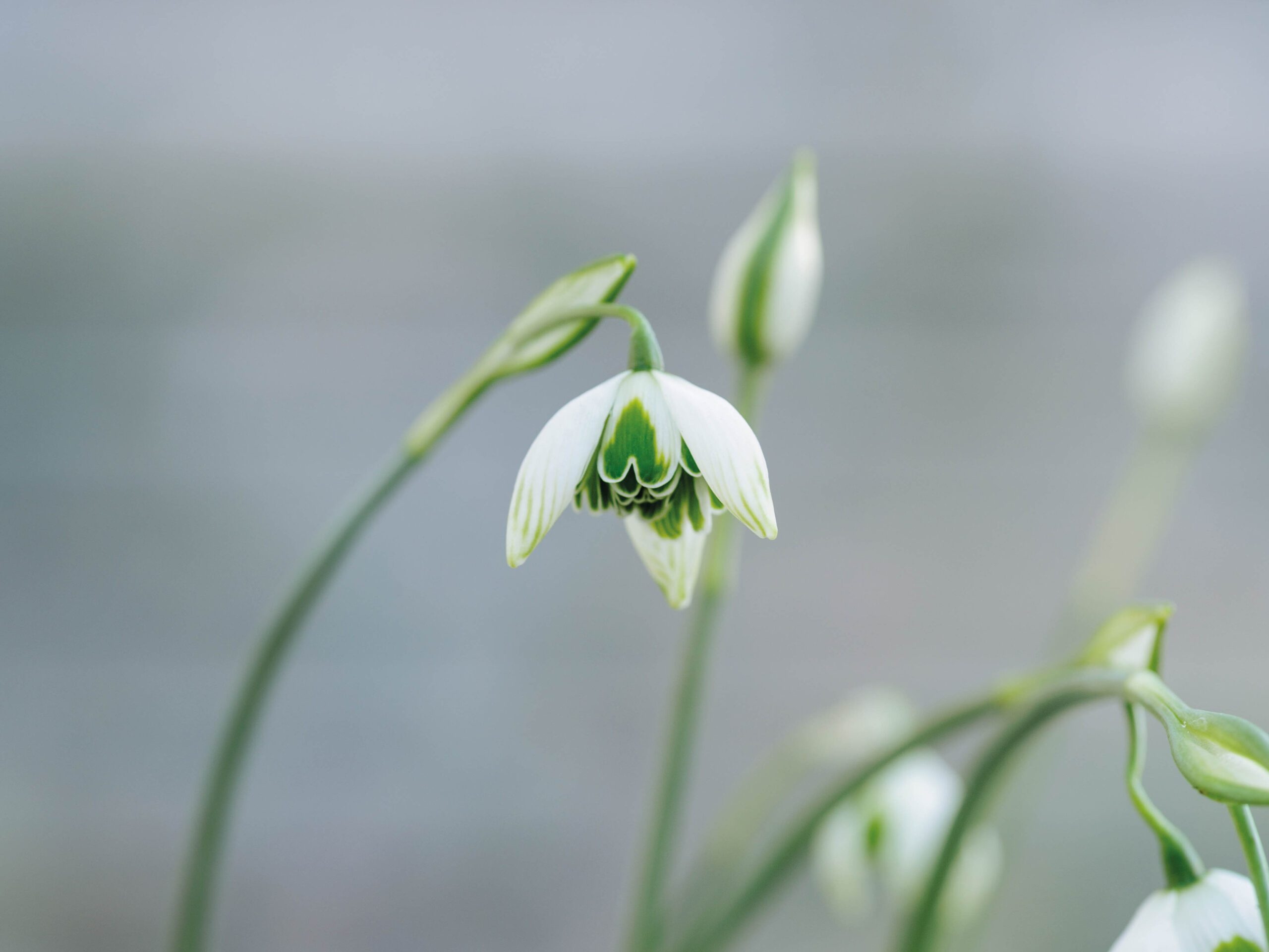 Galanthus Ophelia