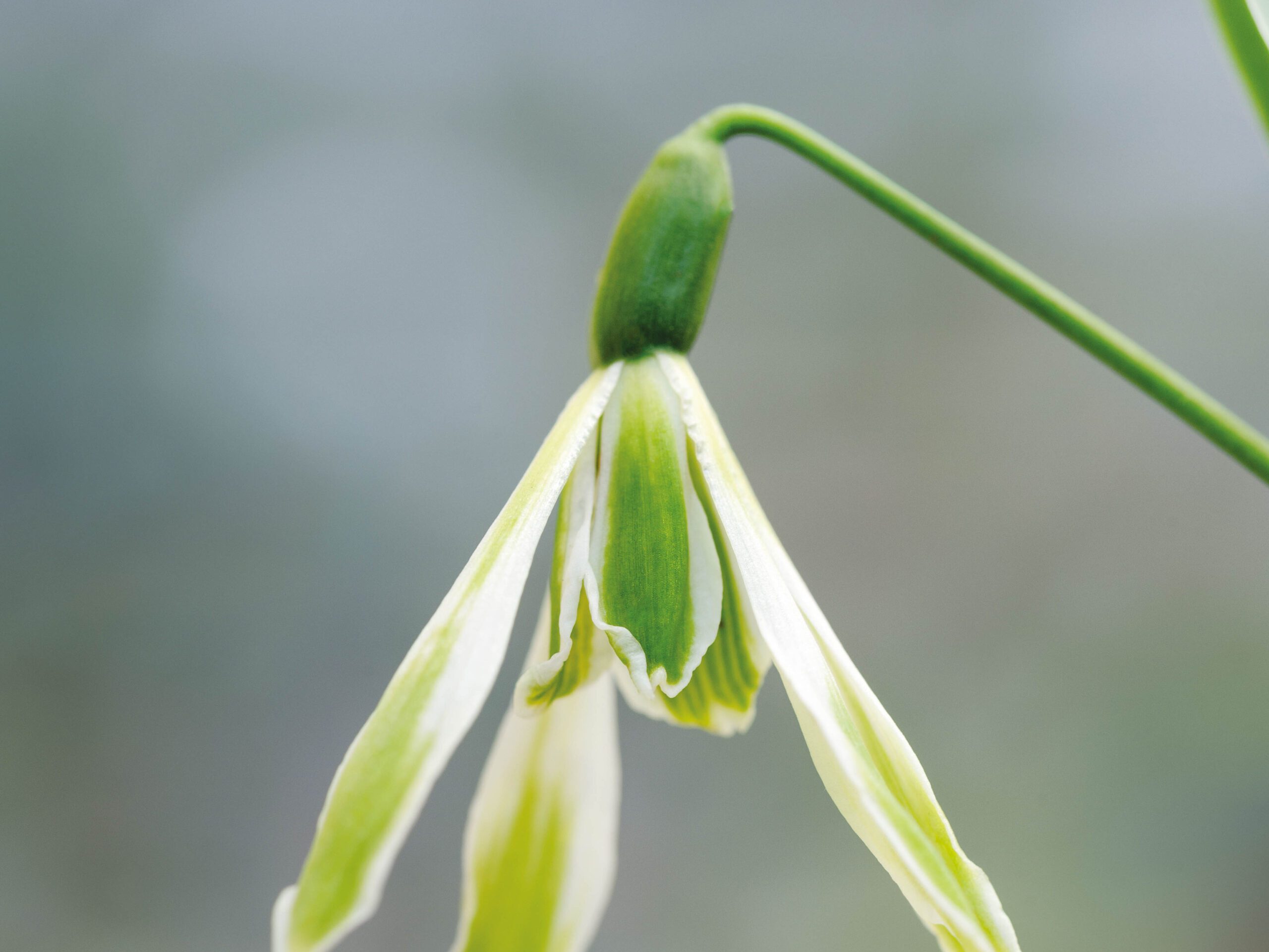 Galanthus nivalis ‘Margery Fish’