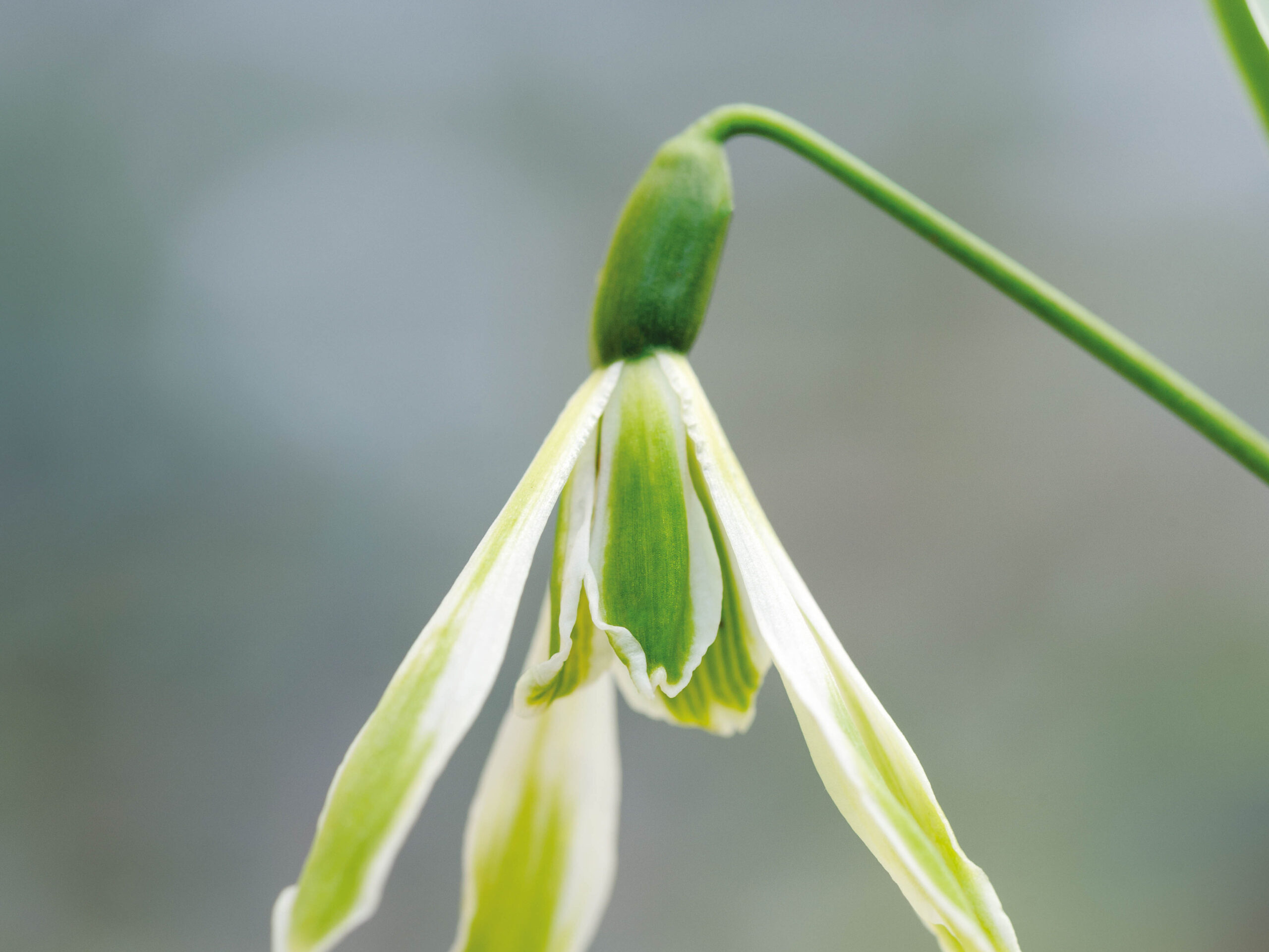 Galanthus nivalis ‘Margery Fish’