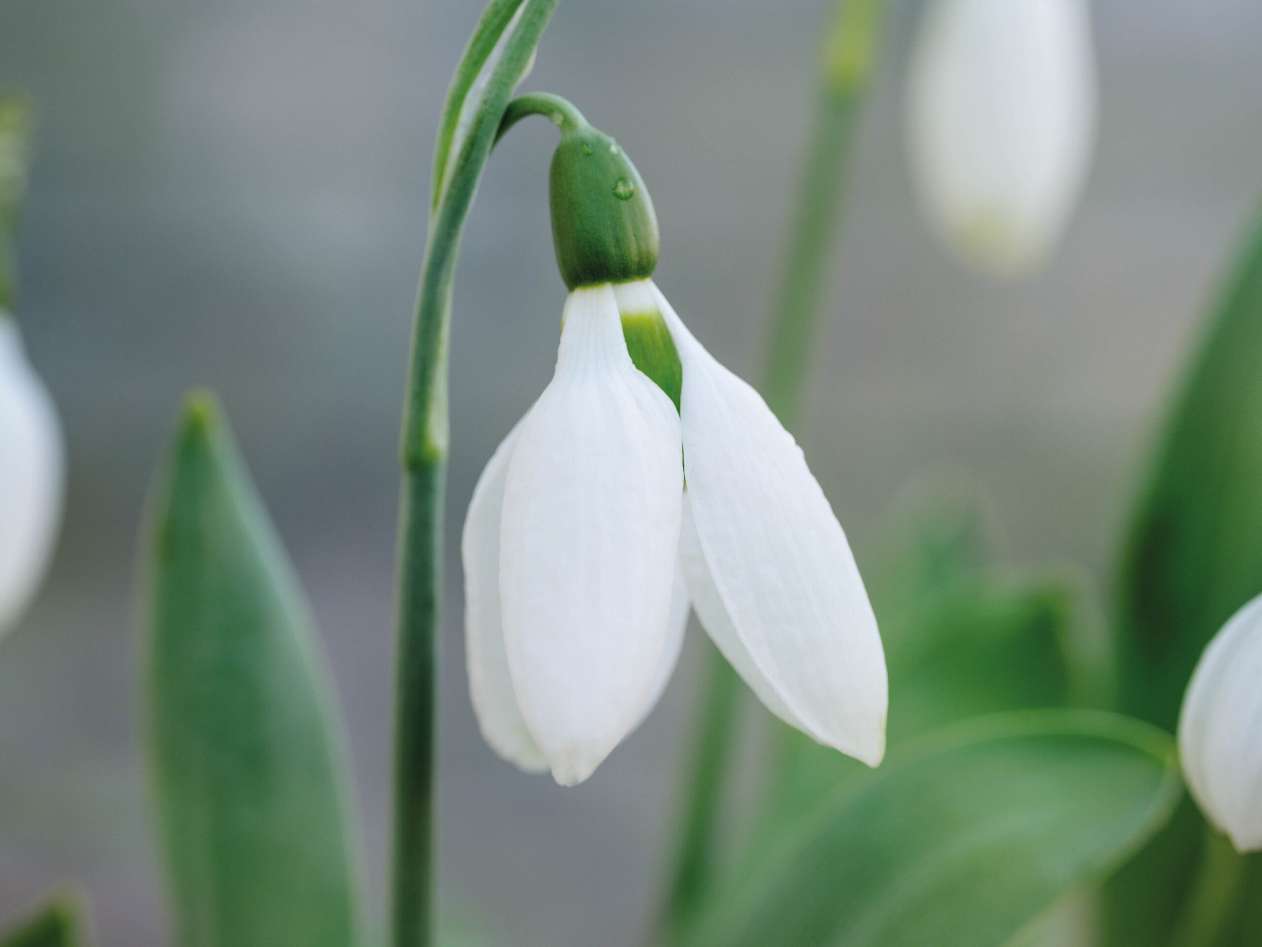 Galanthus elwesii