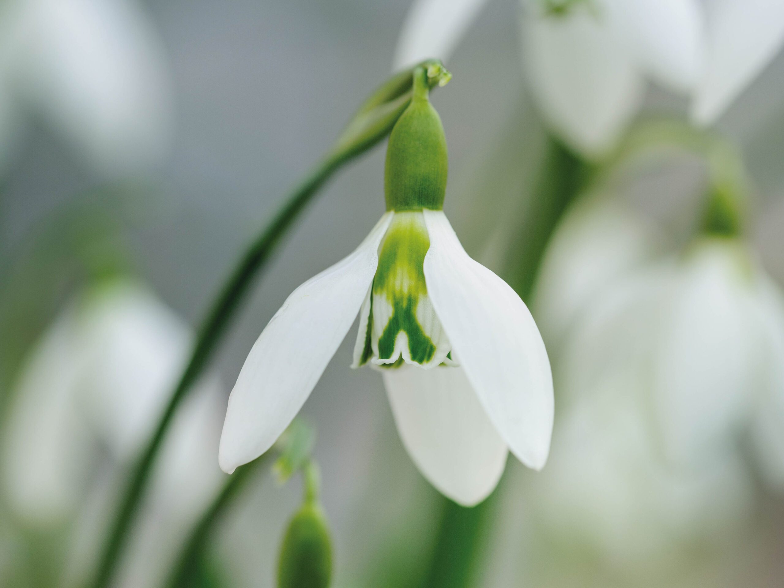 Galanthus ‘Ivy Cottage Corporal’