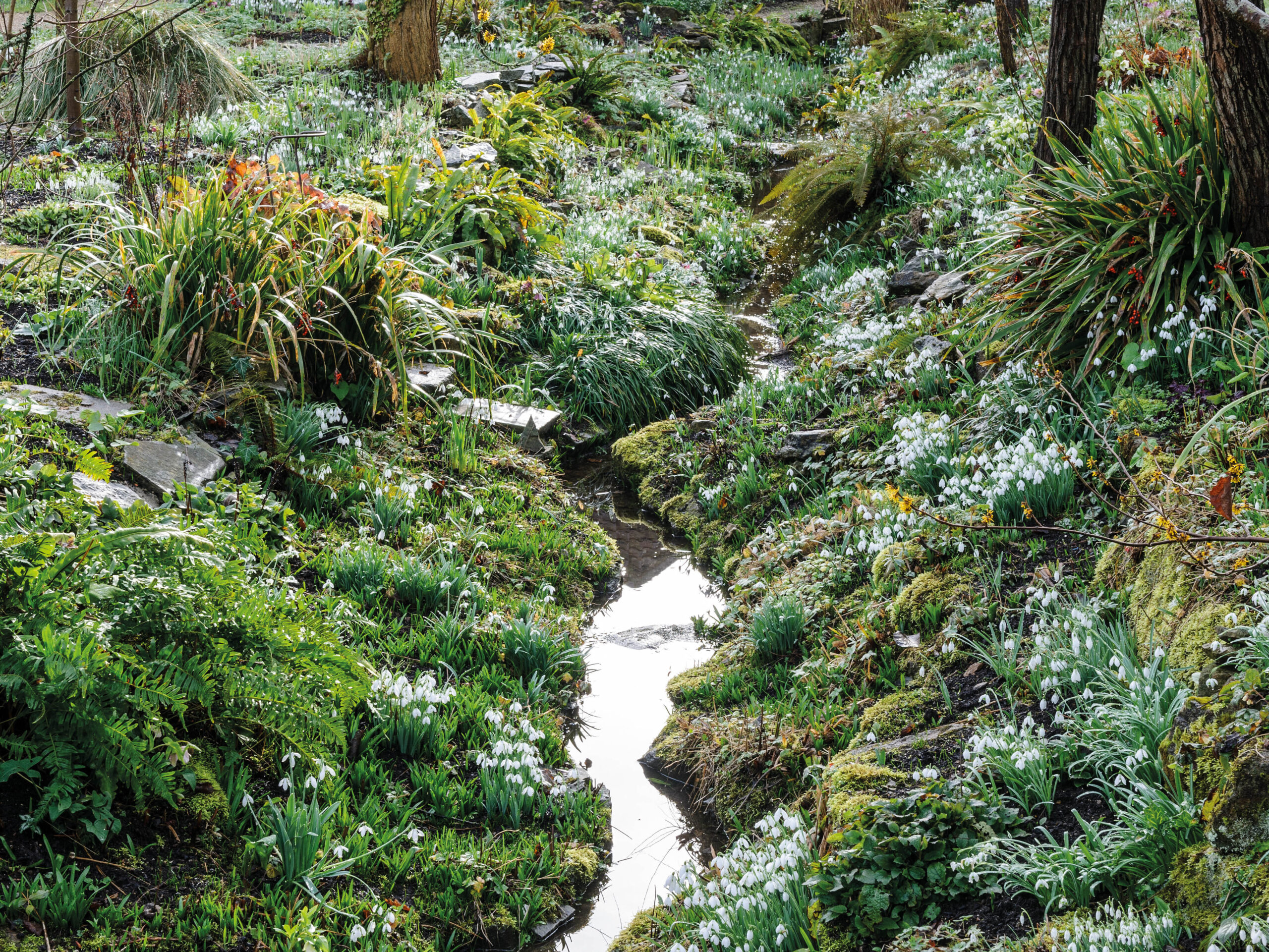 General views of The Ditch carpeted with snowdrops The Ditch at East Lambrook Manor, carpeted with snowdrops