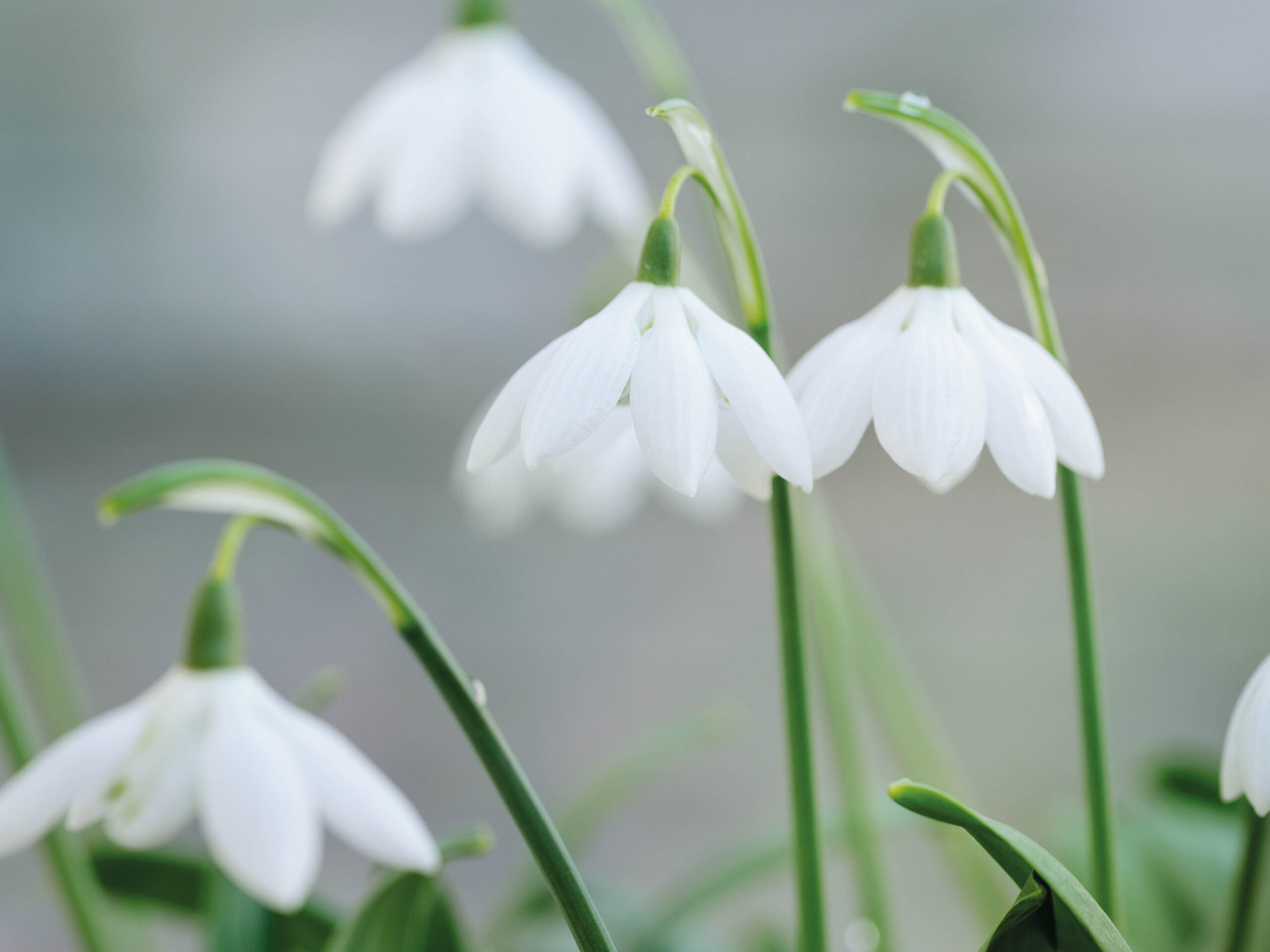 Galanthus elwesii ‘Godfrey Owen’ Galanthus elwesii ‘Godfrey Owen’