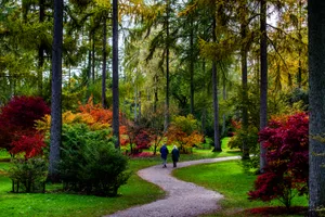 Johnny Hathaway_Autumn_2019 (86) Autumn at Westonbirt Arboretum