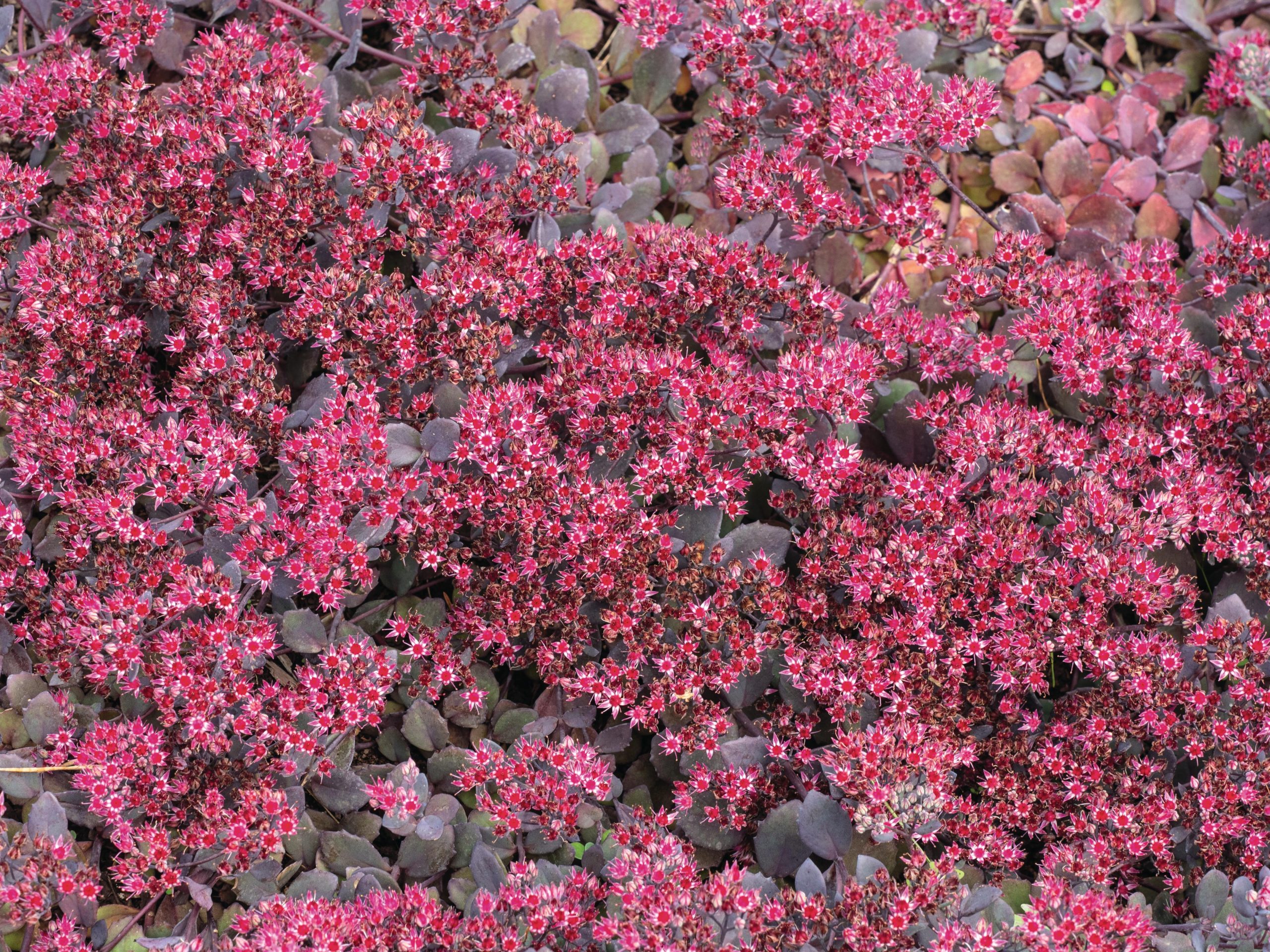 Pink flowers